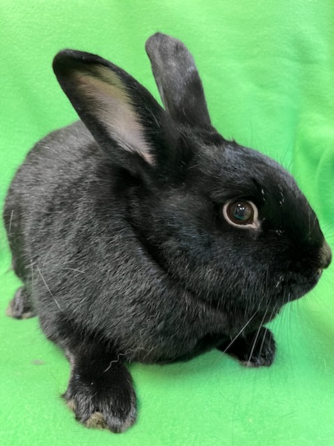 Enlarge Hyde, a Adoptable mixed breed in Haltom City, TX image 1/4