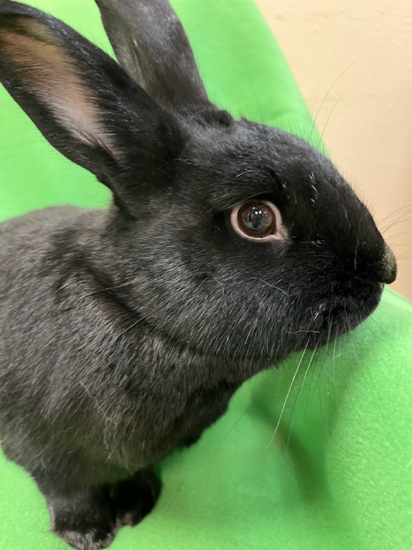 Hyde, Adult Male Bunny Rabbit