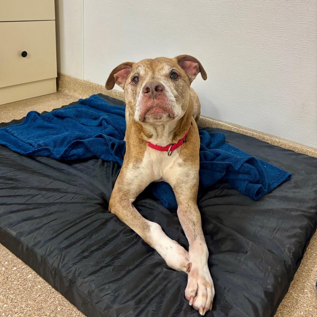 Copper, Adoptable, Senior Male Mixed Breed.