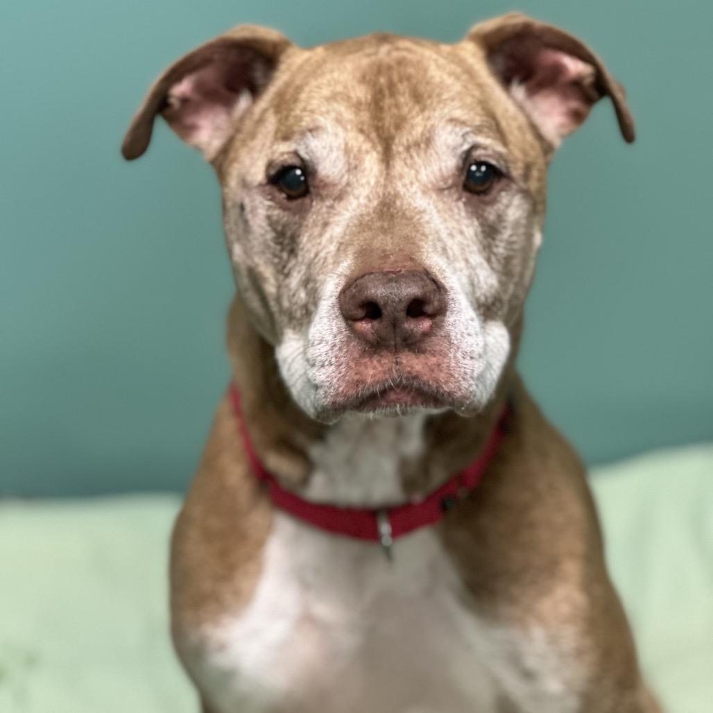 Enlarge Copper, a Adoptable mixed breed in Titusville, FL image 2/4