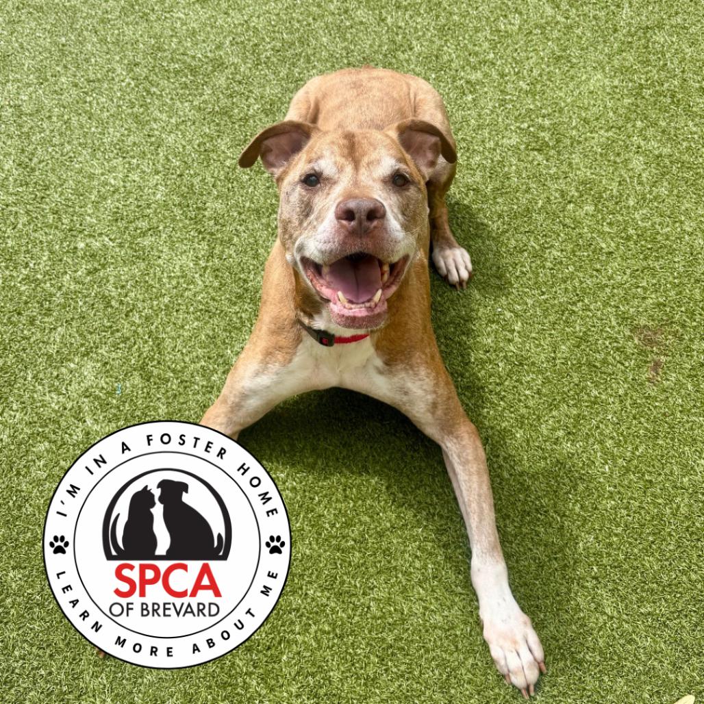 Enlarge Copper, a Adoptable mixed breed in Titusville, FL image 4/4