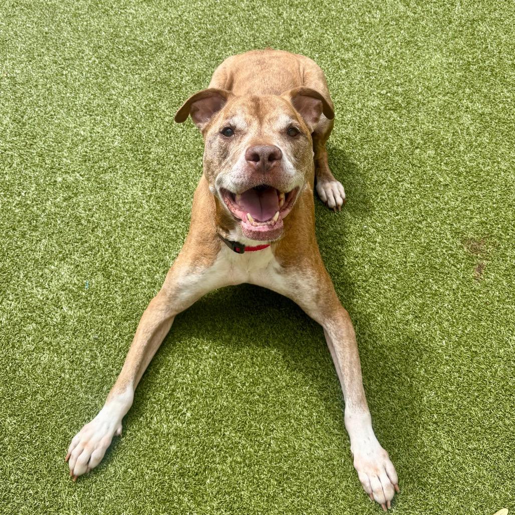 Enlarge Copper, a Adoptable mixed breed in Titusville, FL image 4/4