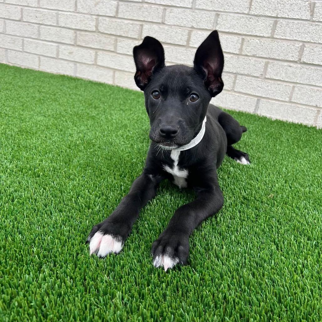 Woody, Adoptable, Puppy Male Terrier & Mixed Breed.