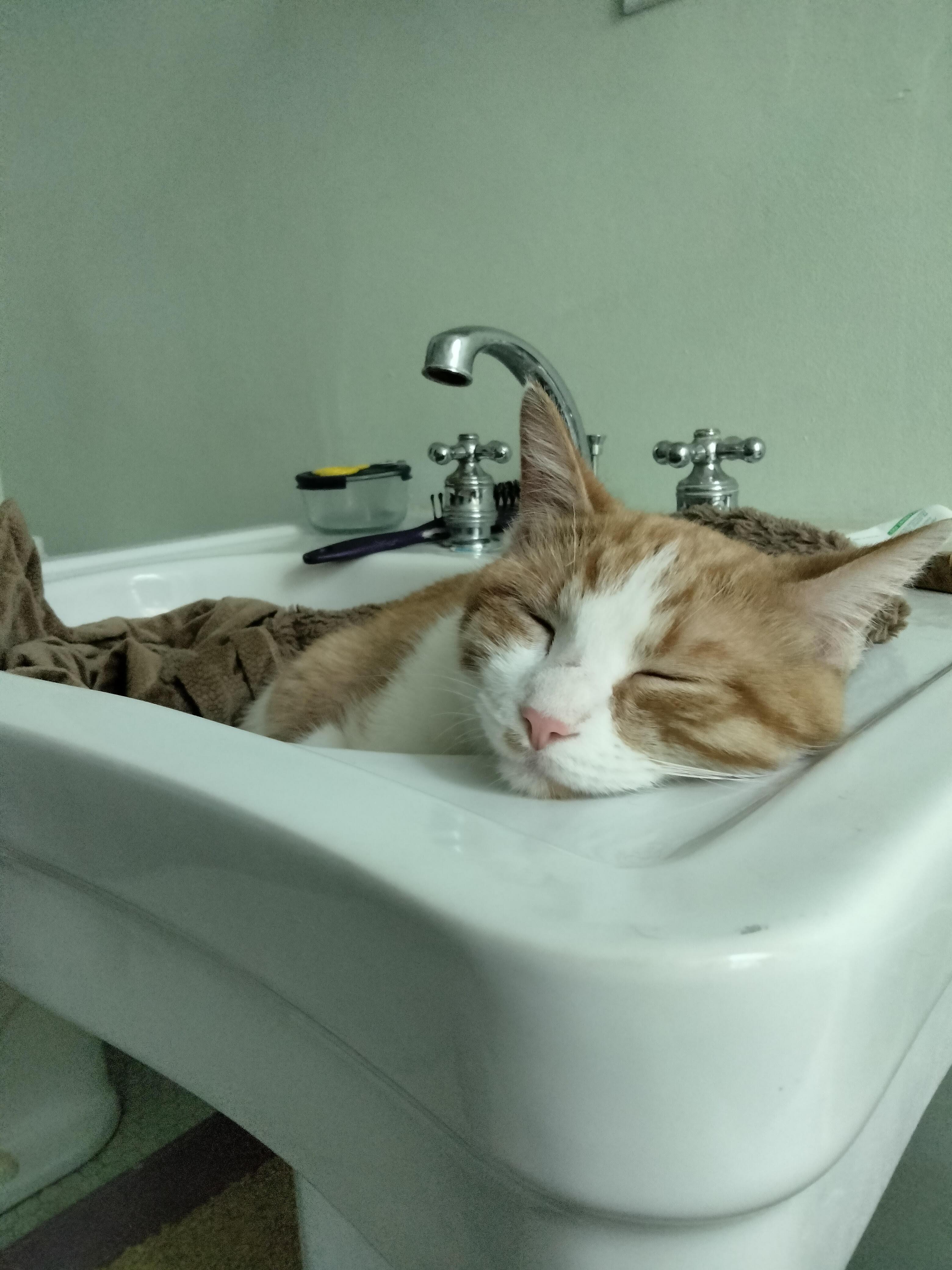 Enlarge Wyatt, a ADOPTABLE Domestic Short Hair in Minneapolis, MN image 5/6