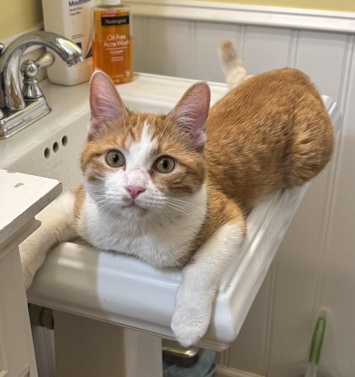 Enlarge Wyatt, a ADOPTABLE Domestic Short Hair in Minneapolis, MN image 2/6