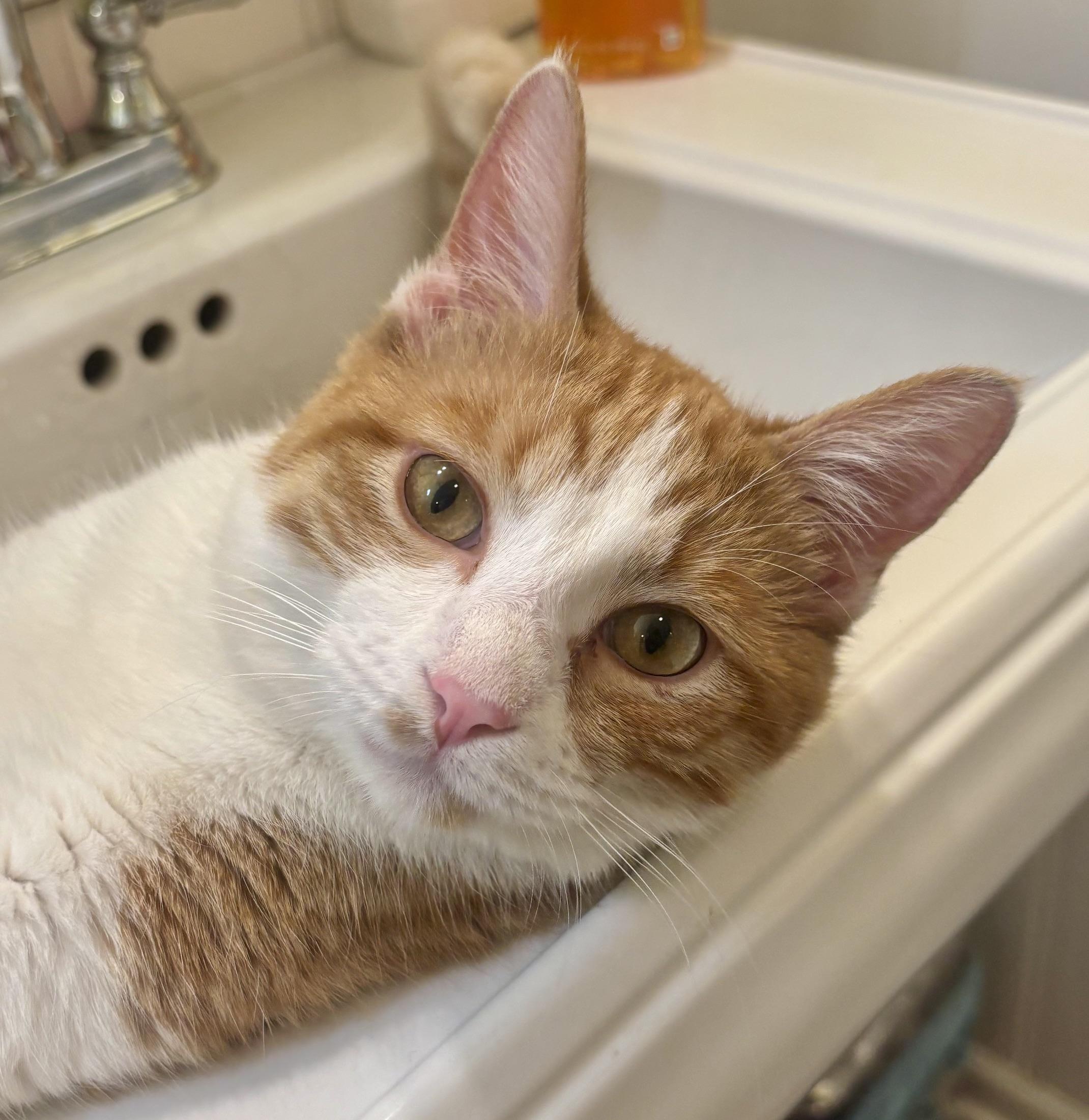Enlarge Wyatt, a ADOPTABLE Domestic Short Hair in Minneapolis, MN image 3/6