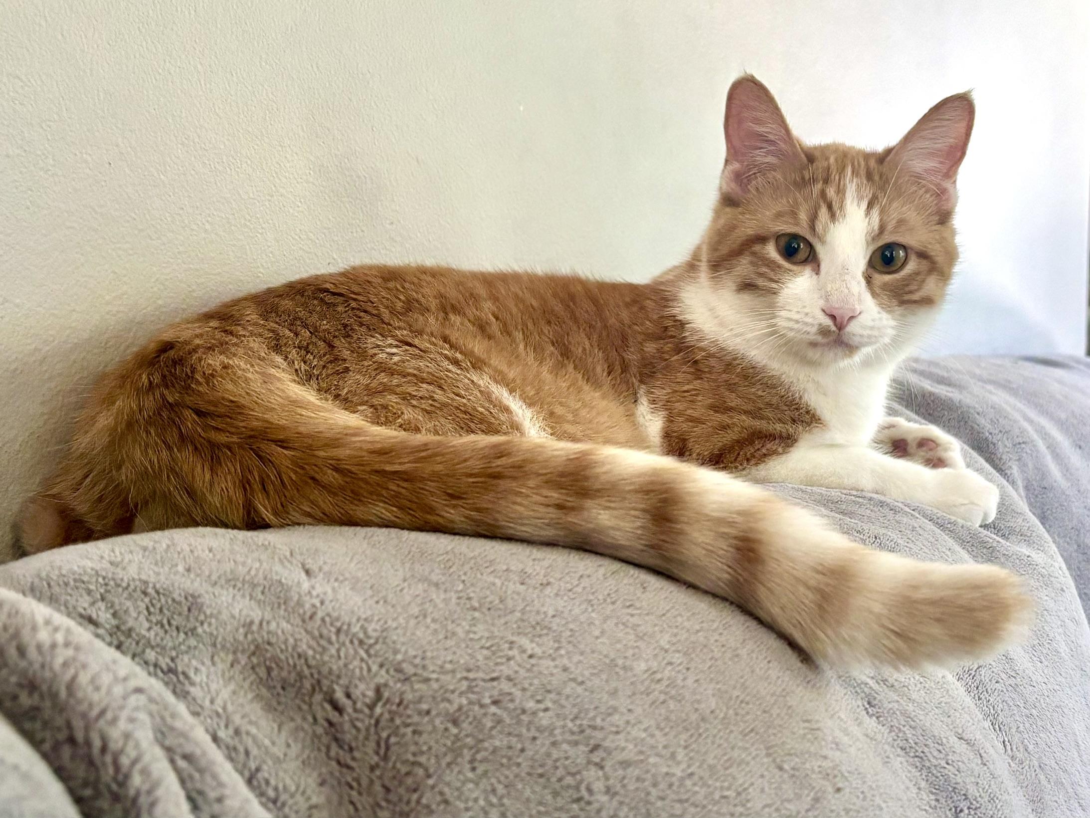 Enlarge Wyatt, a ADOPTABLE Domestic Short Hair in Minneapolis, MN image 1/6
