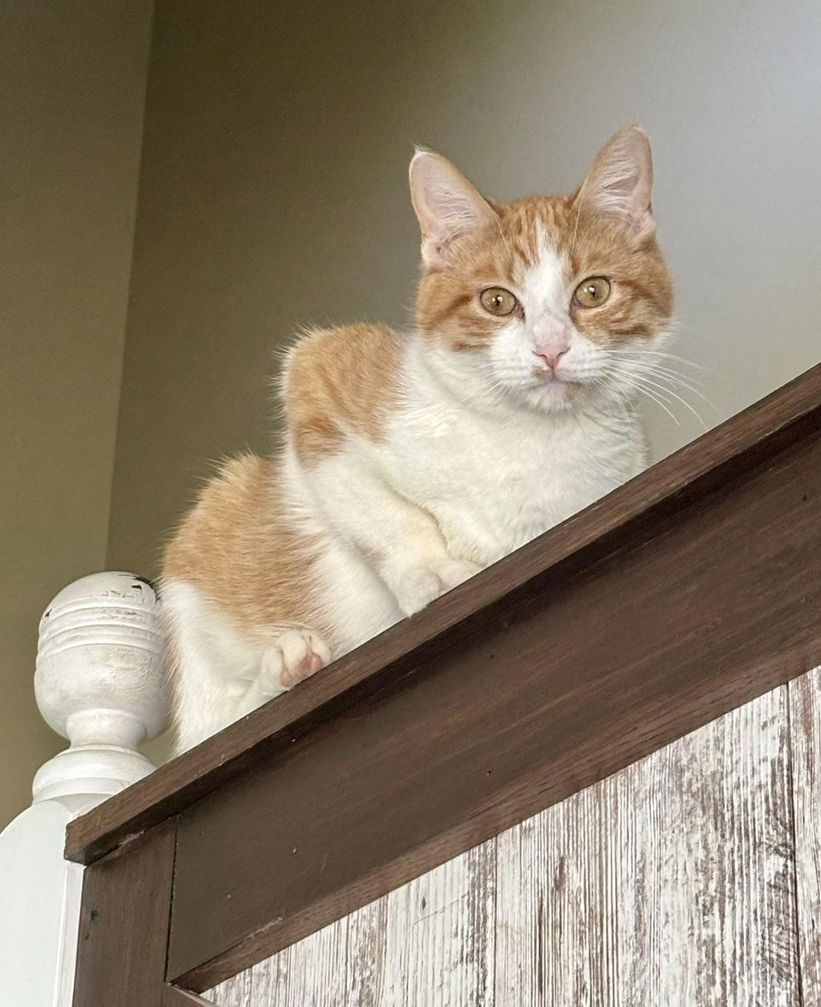 Enlarge Wyatt, a ADOPTABLE Domestic Short Hair in Minneapolis, MN image 6/6