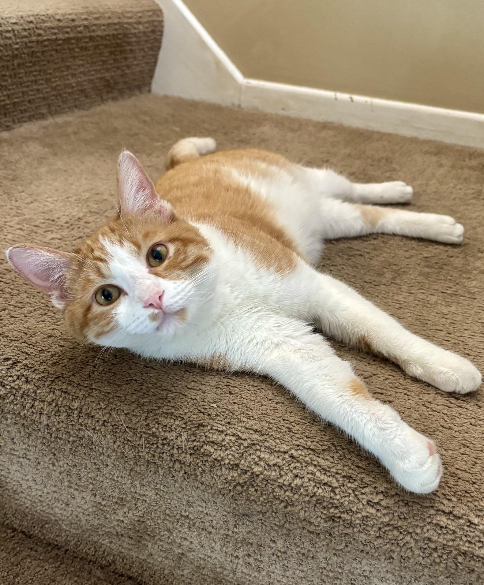 Enlarge Wyatt, a ADOPTABLE Domestic Short Hair in Minneapolis, MN image 4/6