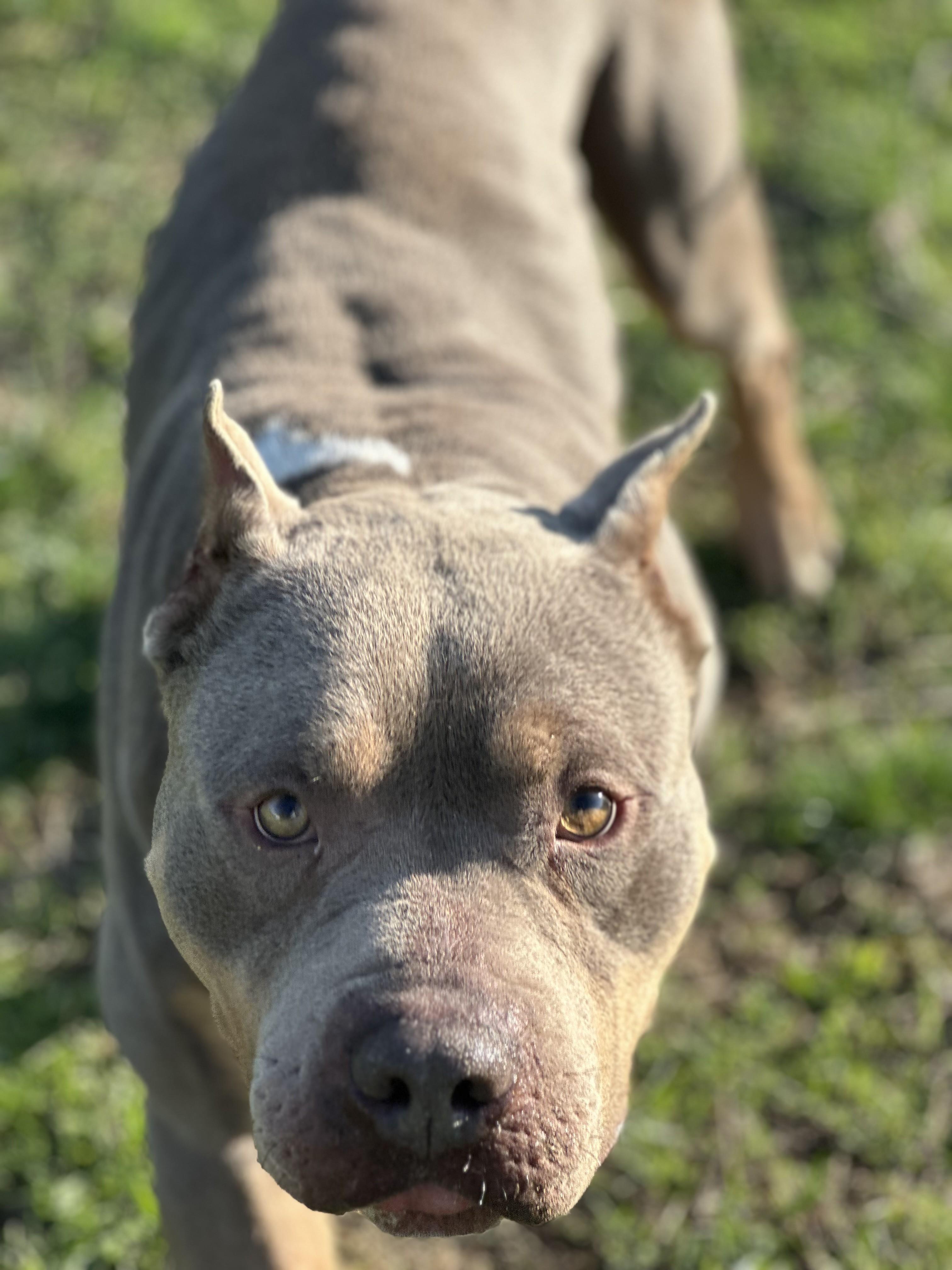Enlarge Leroy , a ADOPTABLE American Bully in Stafford, VA image 4/5