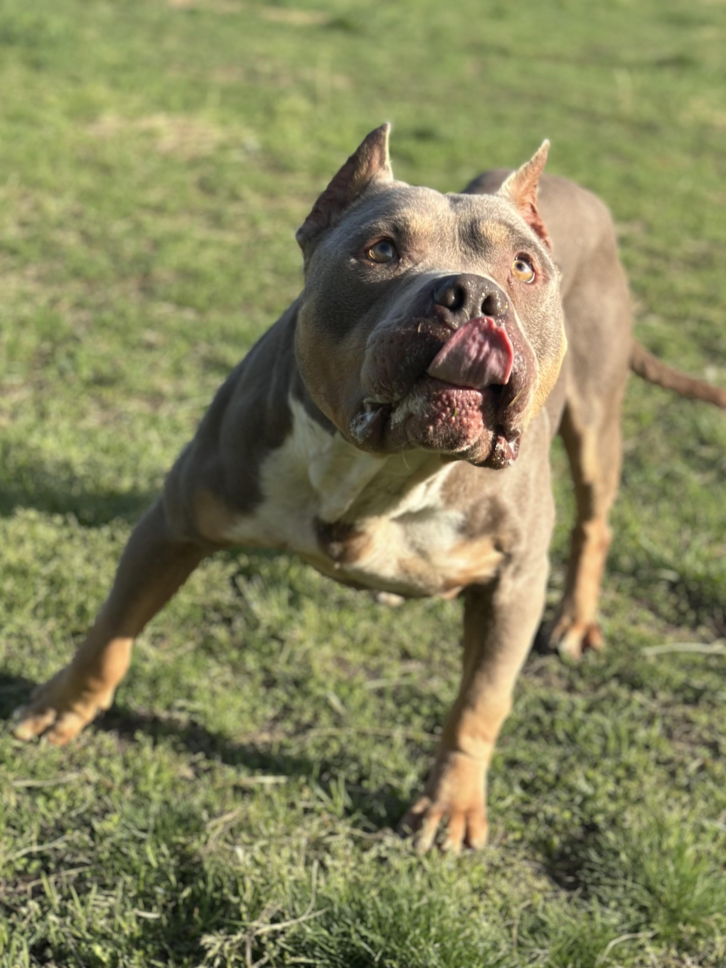 Enlarge Leroy , a ADOPTABLE American Bully in Stafford, VA image 2/5