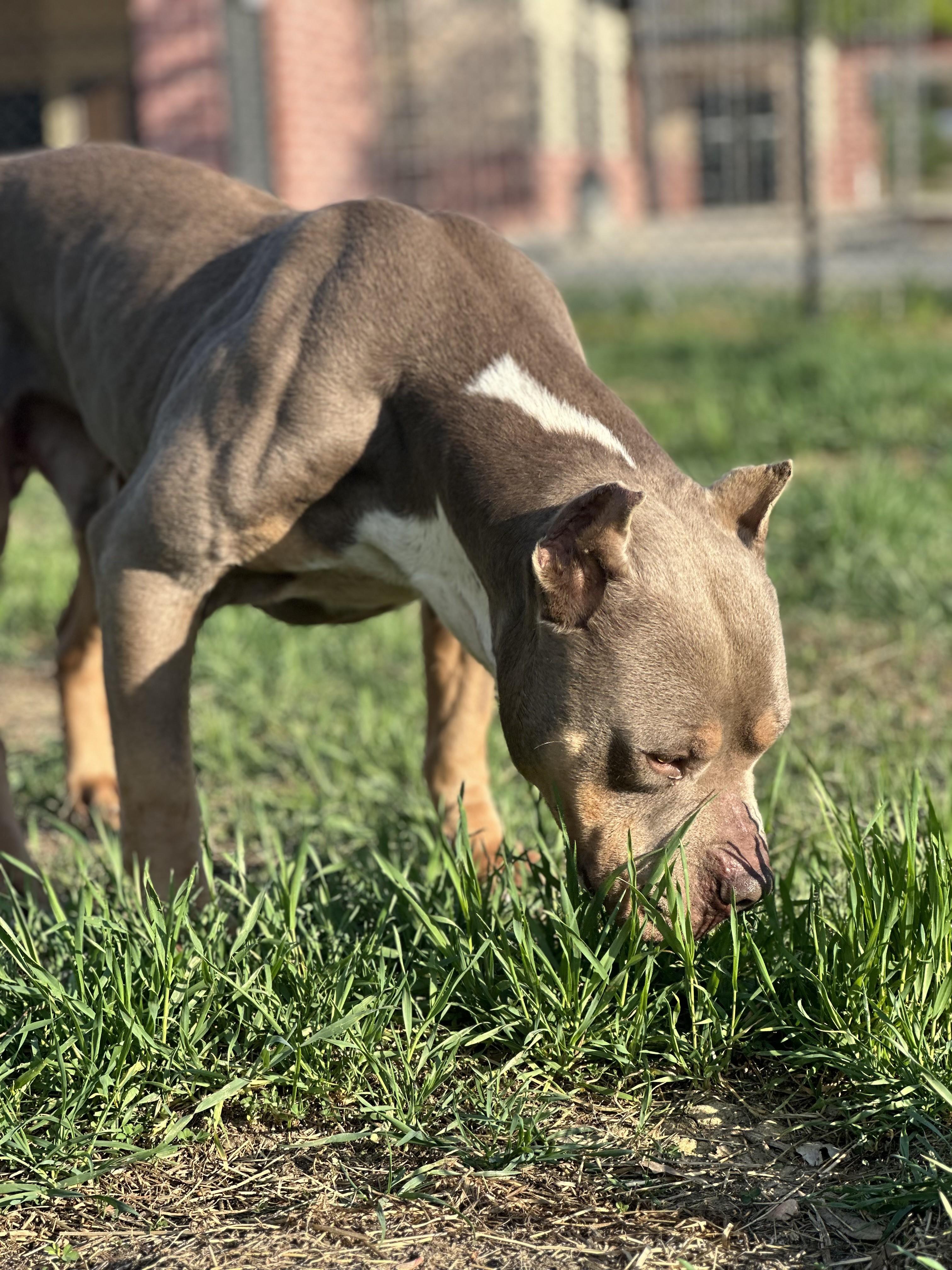 Enlarge Leroy , a ADOPTABLE American Bully in Stafford, VA image 3/5