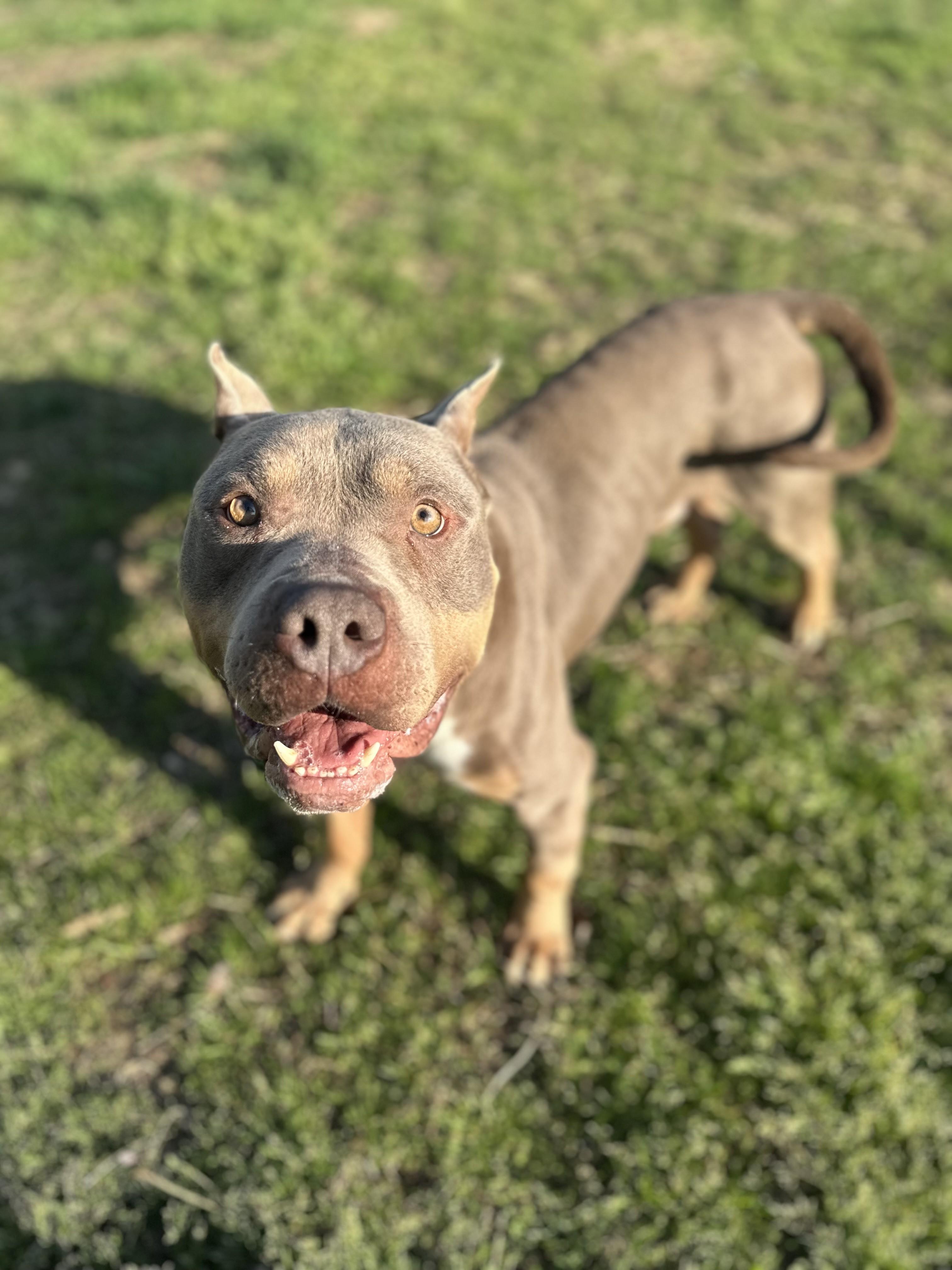 Enlarge Leroy , a ADOPTABLE American Bully in Stafford, VA image 5/5
