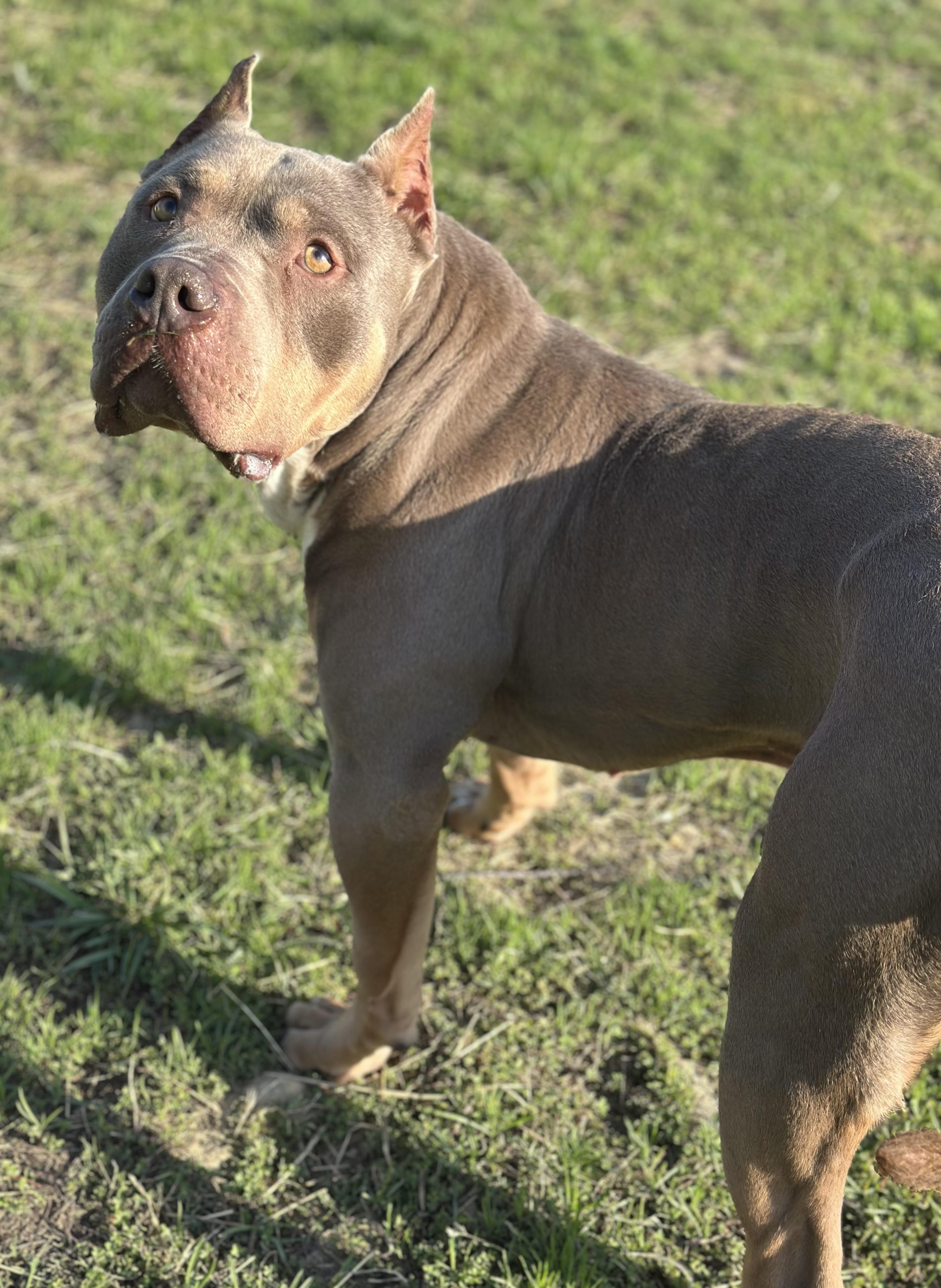 Leroy , ADOPTABLE, Adult Male American Bully.