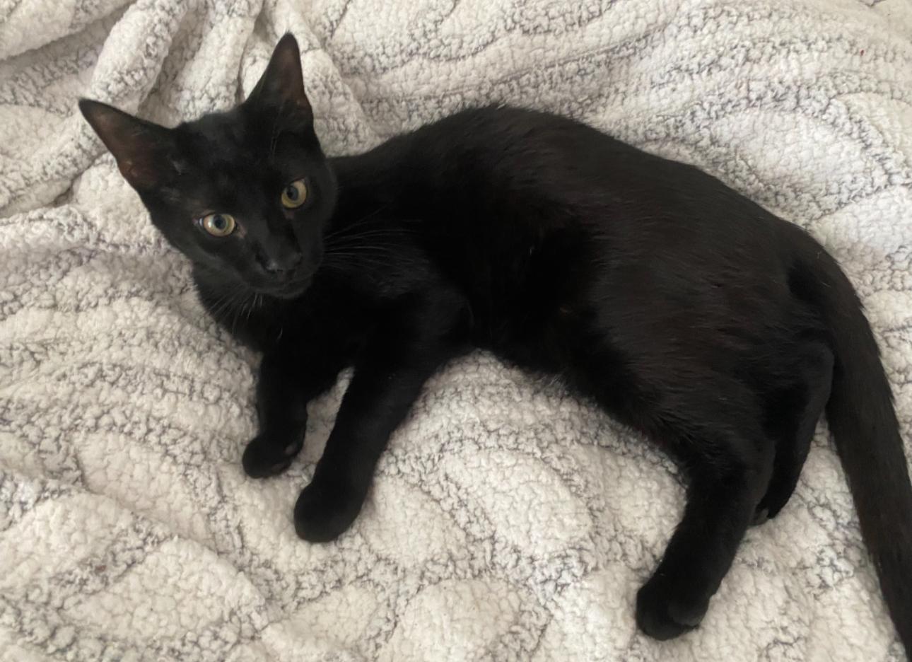 Enlarge Poe, a ADOPTABLE Domestic Short Hair in Mechanicsville, MD image 2/4