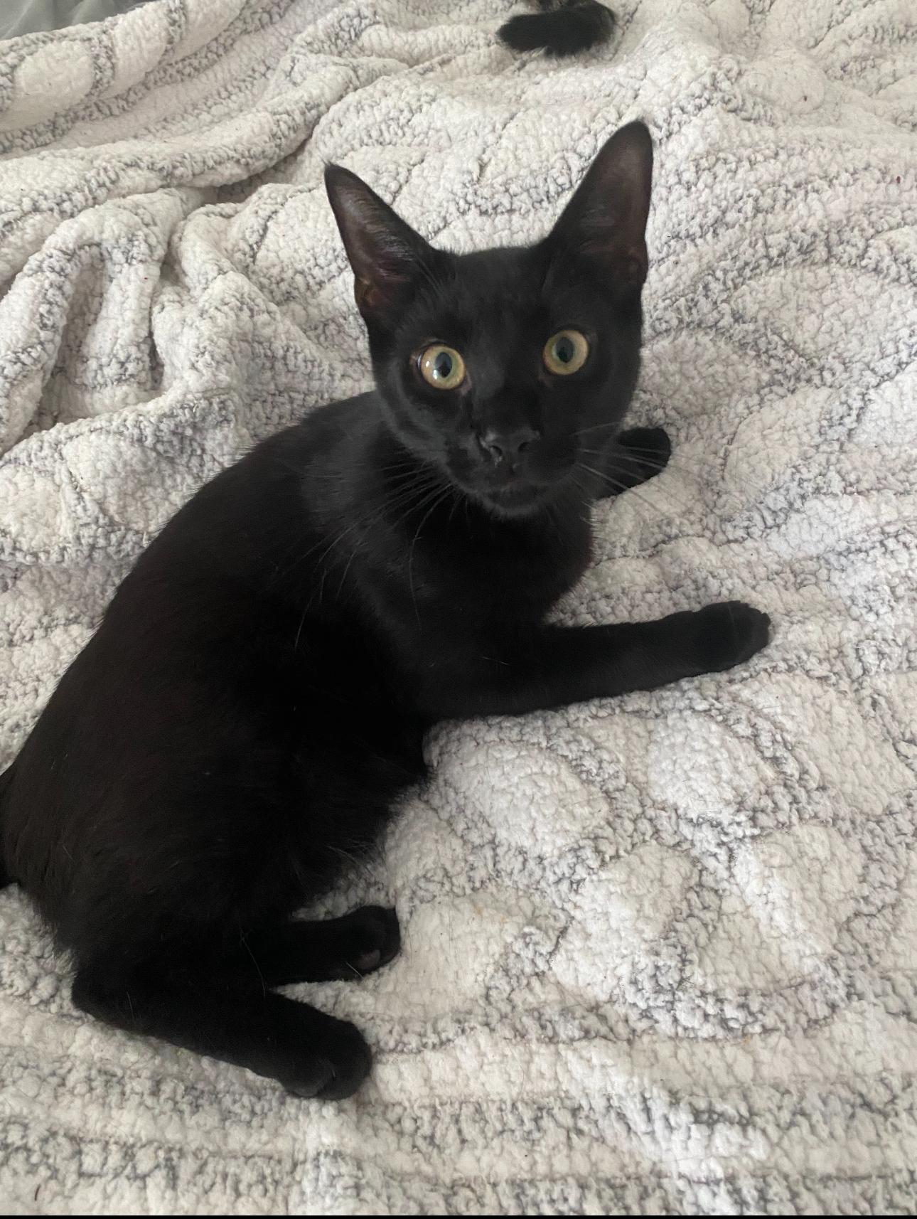 Enlarge Poe, a ADOPTABLE Domestic Short Hair in Mechanicsville, MD image 3/4