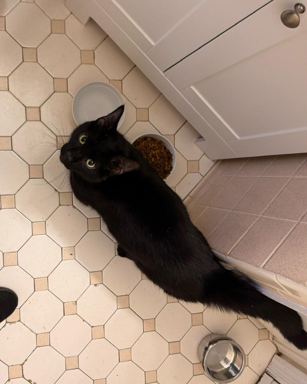 Enlarge Poe, a ADOPTABLE Domestic Short Hair in Mechanicsville, MD image 4/4