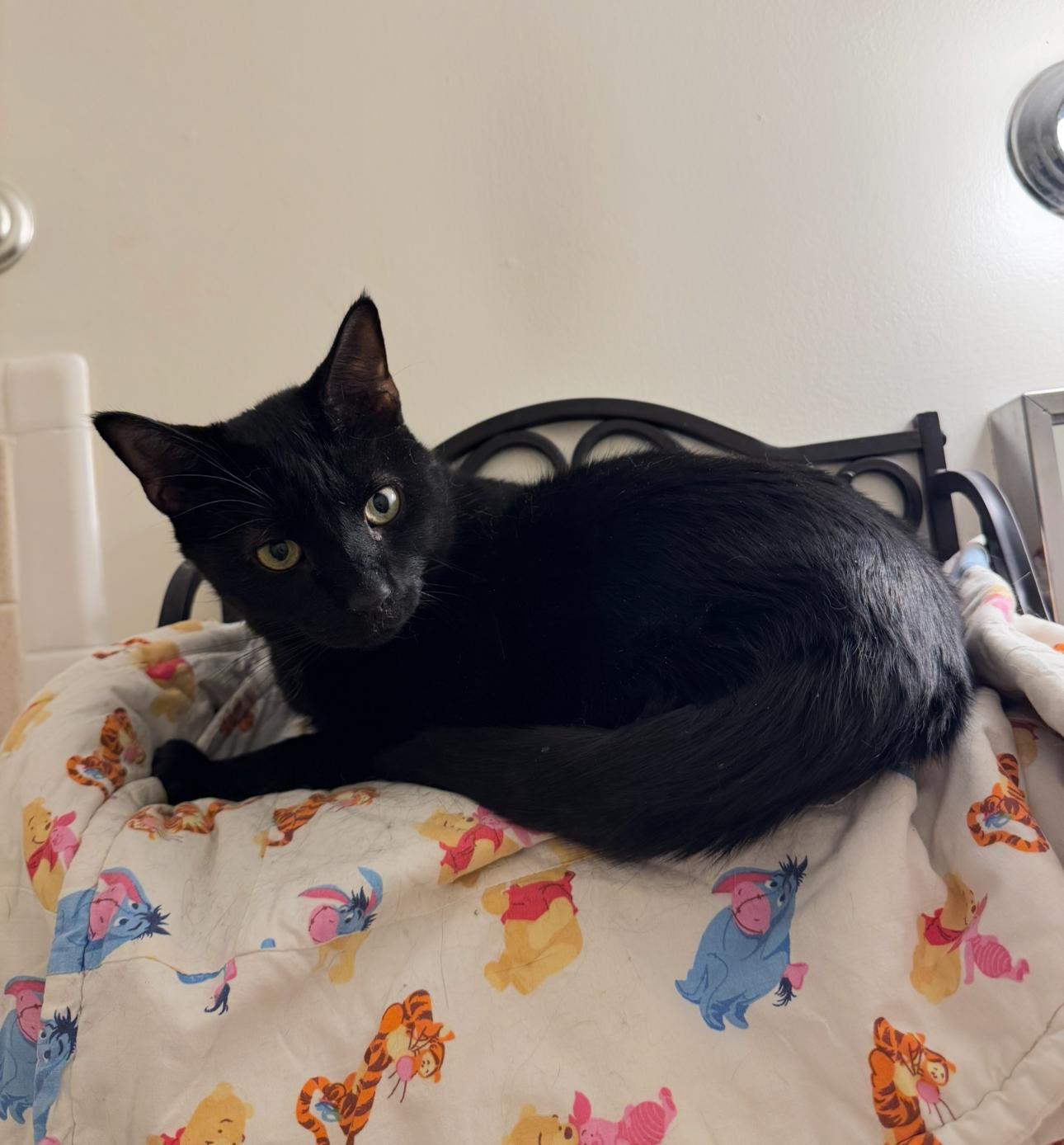 Poe, ADOPTABLE, Adult Male Domestic Short Hair.