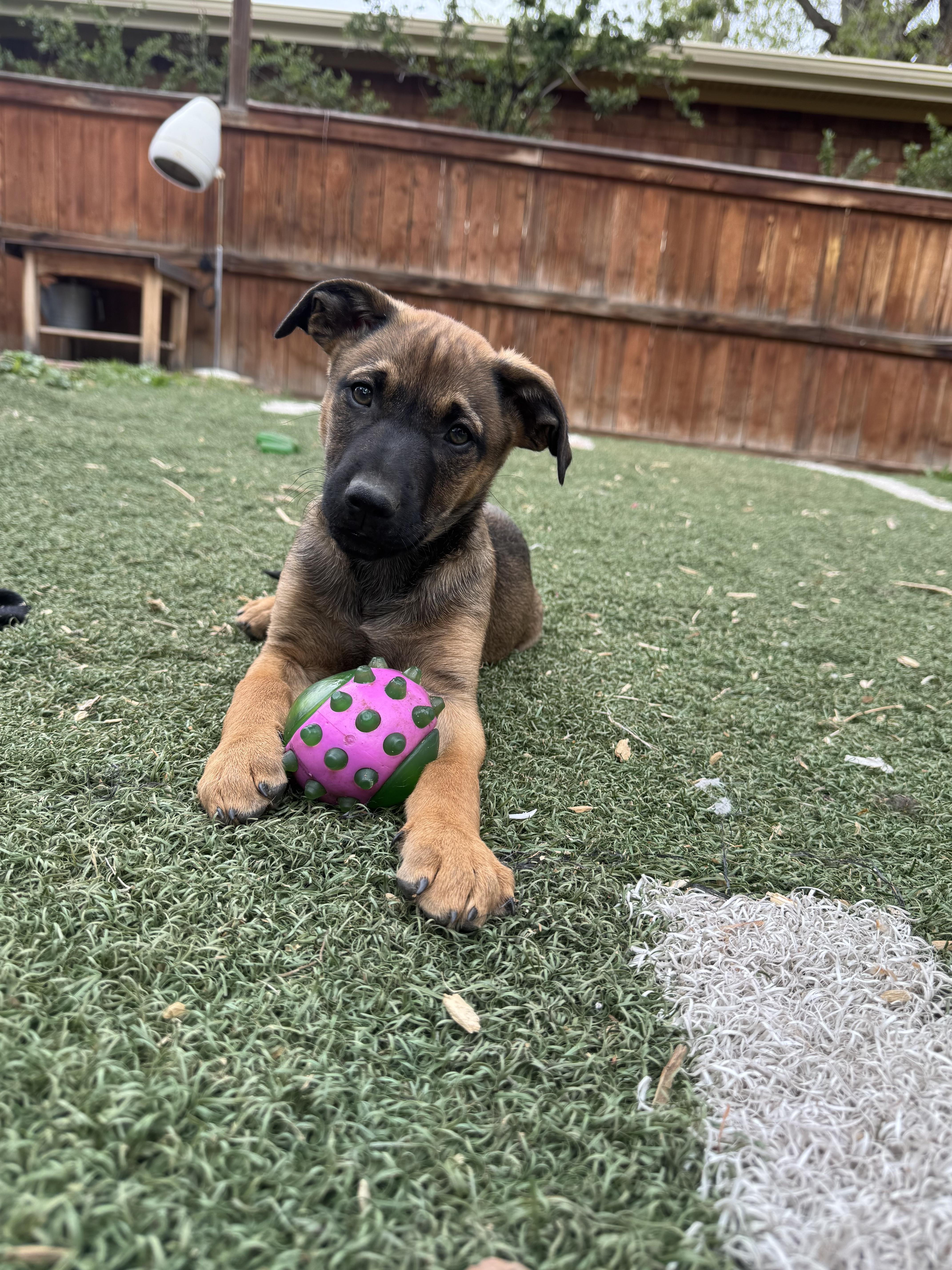 Enlarge Fred again.., a Adoptable German Shepherd Dog in Evergreen, CO image 1/2