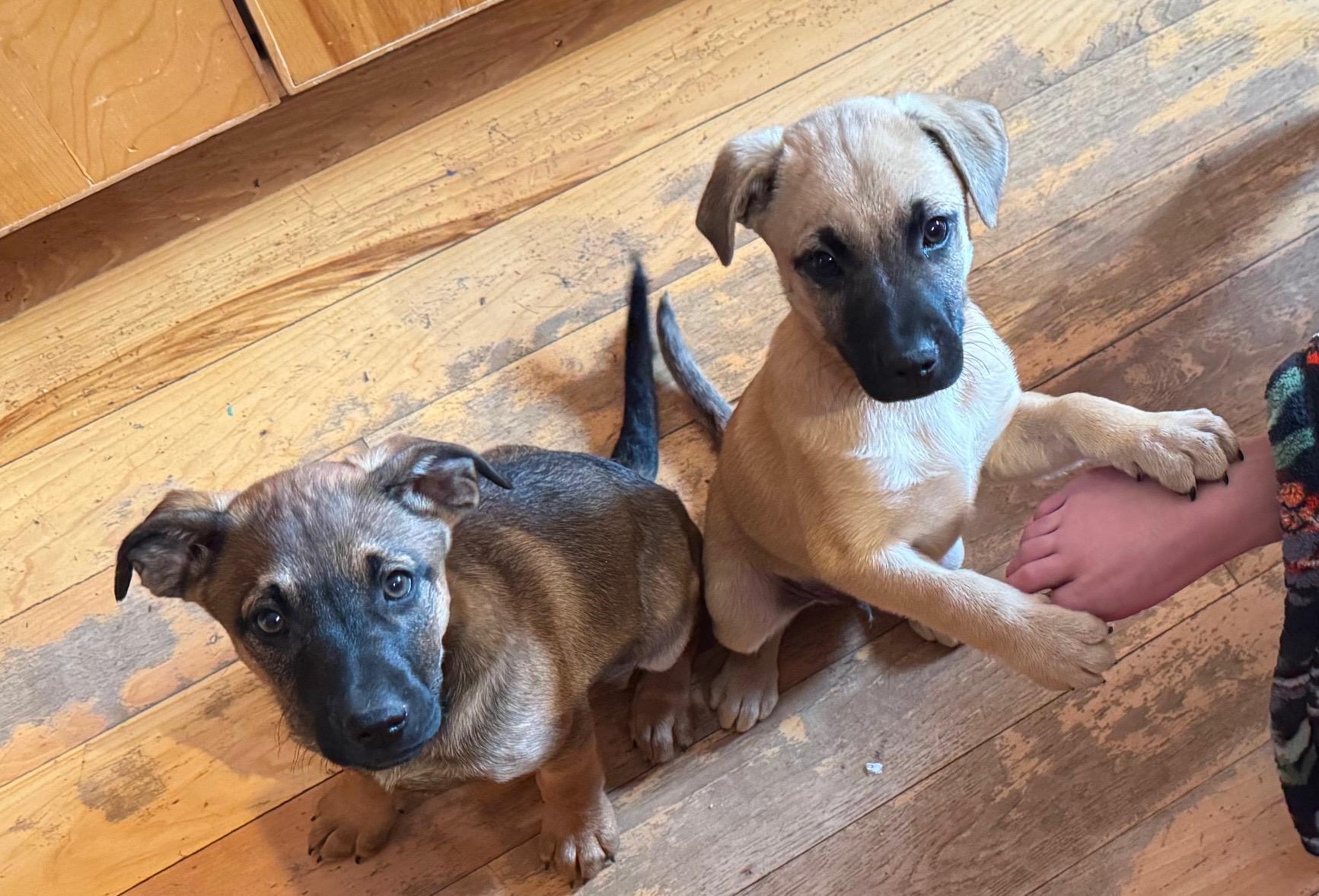 Enlarge Fred again.., a Adoptable German Shepherd Dog in Evergreen, CO image 2/2