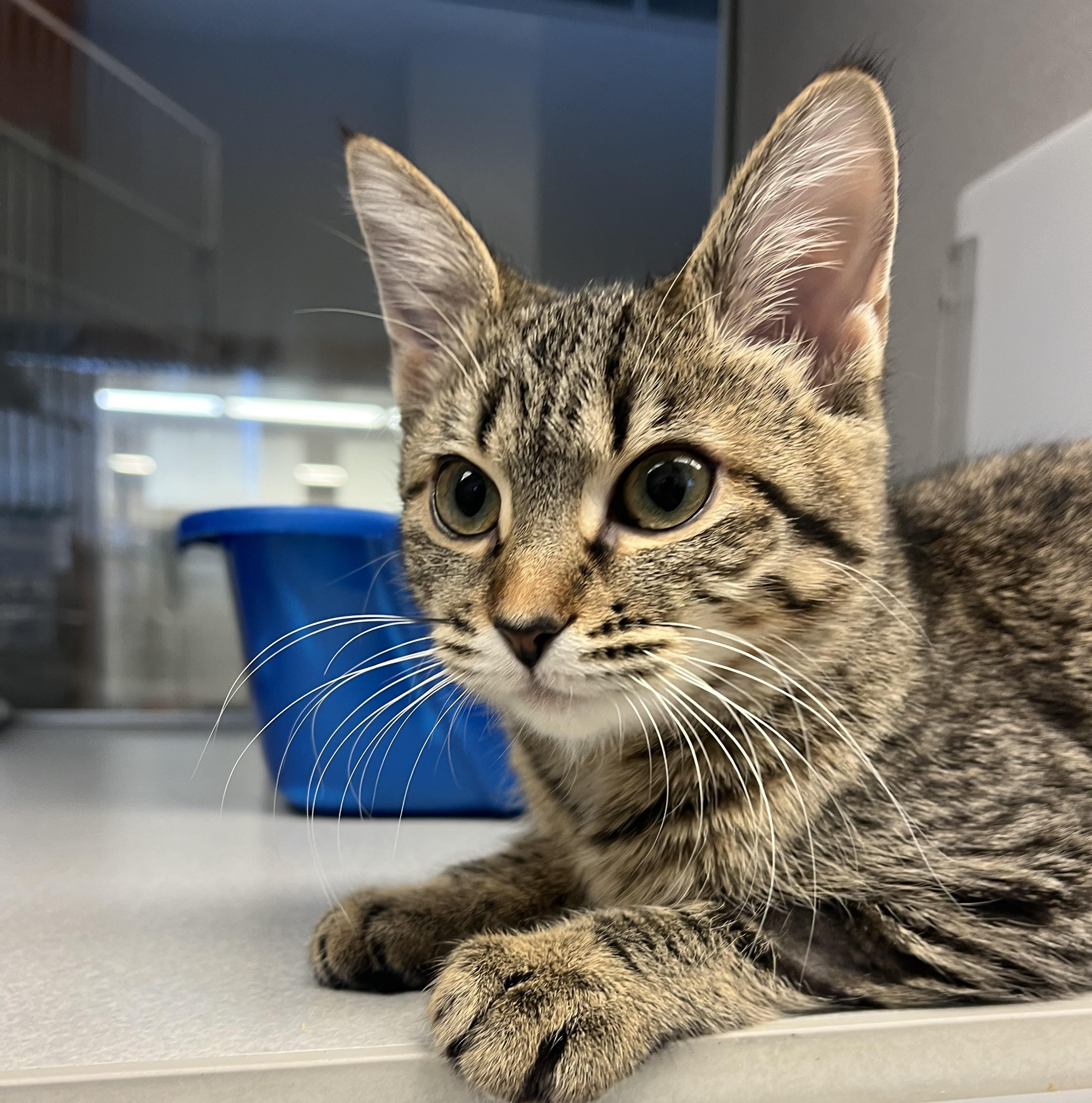 Coco Chanel, an adopted Domestic Short Hair in Cedar Rapids, IA image 3/3