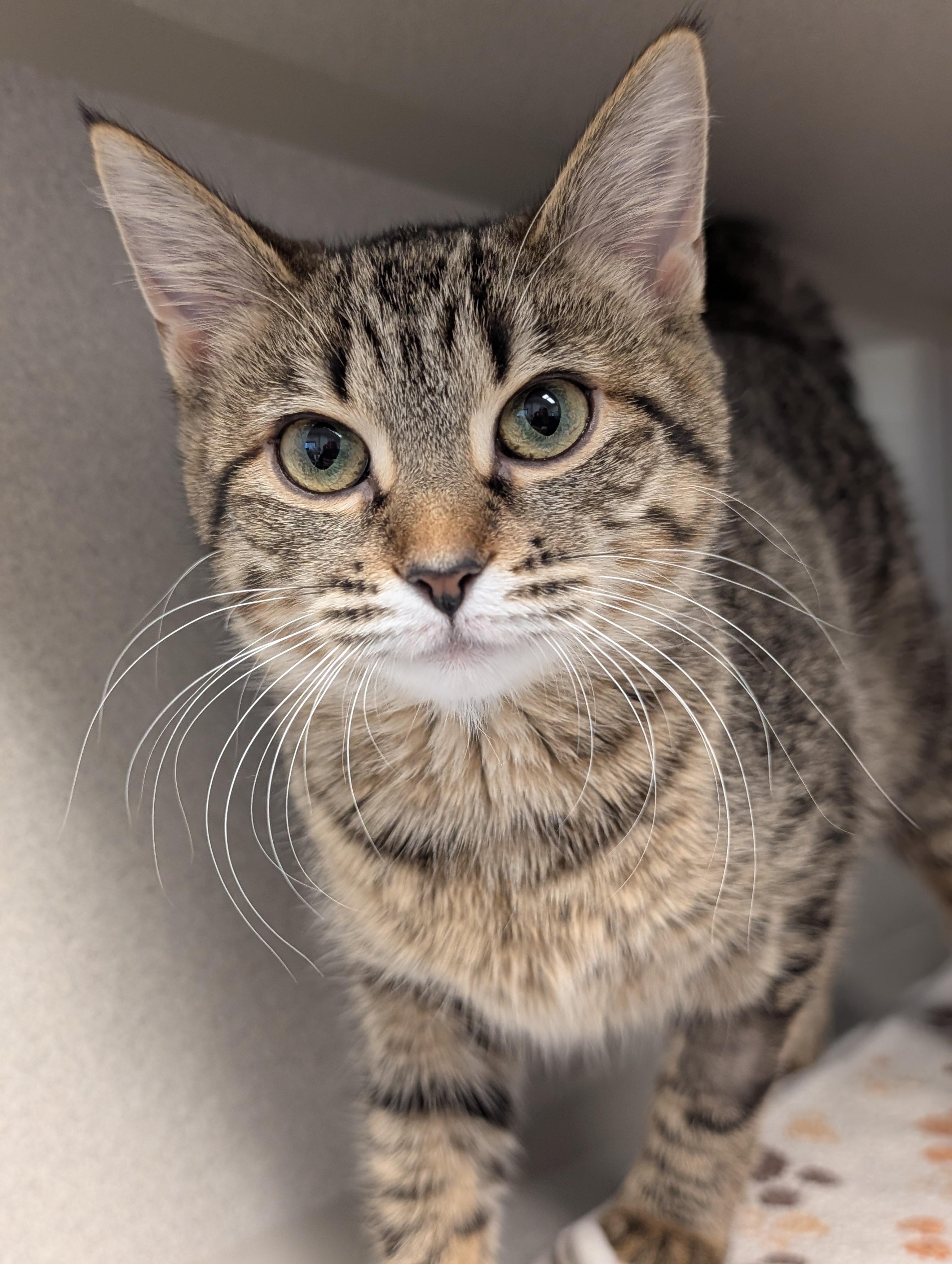 Coco Chanel, an adopted Domestic Short Hair in Cedar Rapids, IA image 1/3