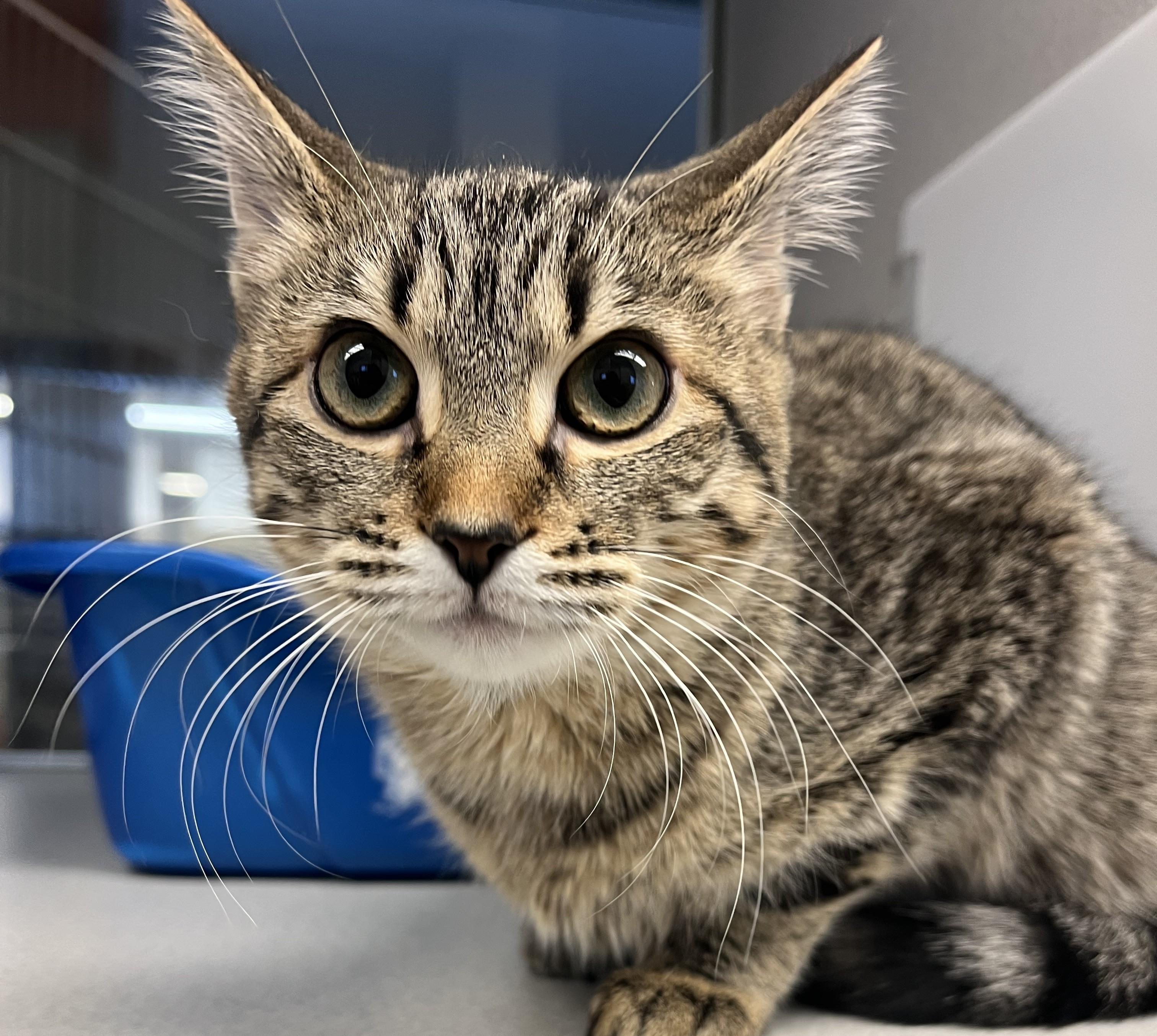 Coco Chanel, an adopted Domestic Short Hair in Cedar Rapids, IA image 2/3