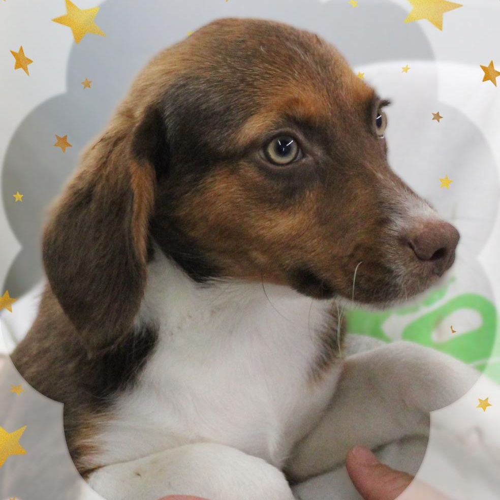 Blossom, ADOPTABLE, Puppy Female Mixed Breed.