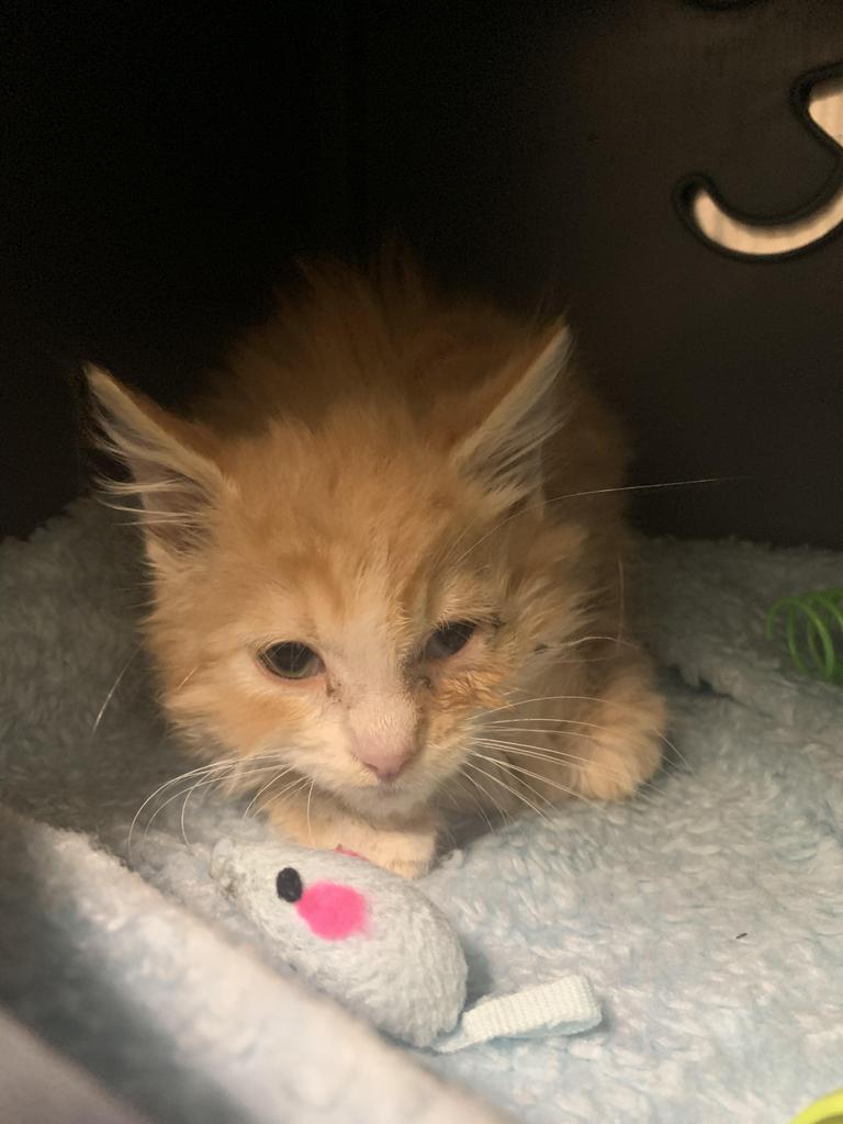 Clementine, Adoptable, Kitten Female Domestic Long Hair.