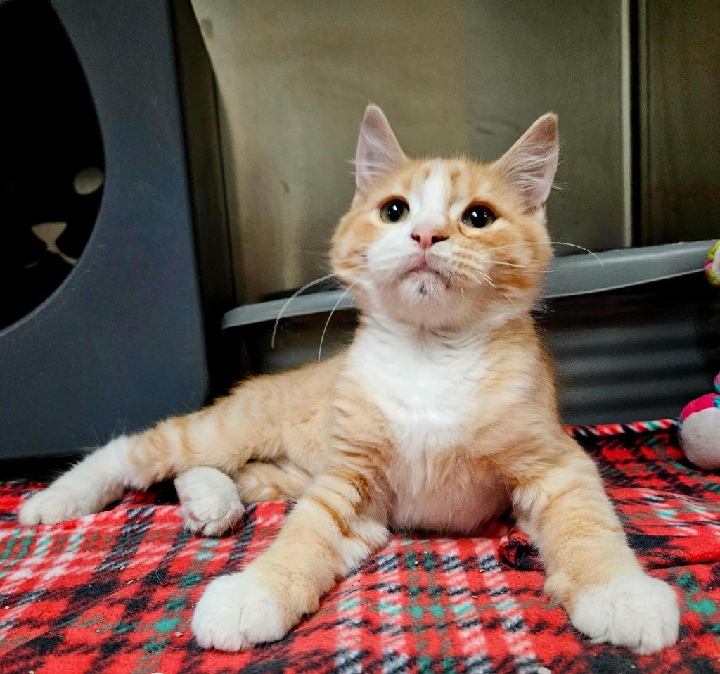 Enlarge Clementine, a Adoptable Domestic Long Hair in Utica, MI image 3/4