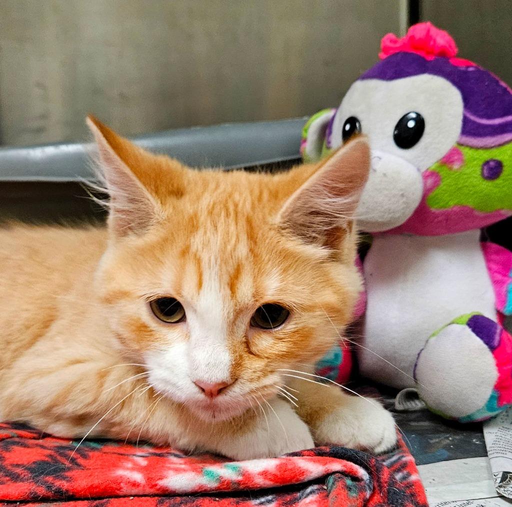 Enlarge Clementine, a Adoptable Domestic Long Hair in Utica, MI image 4/4