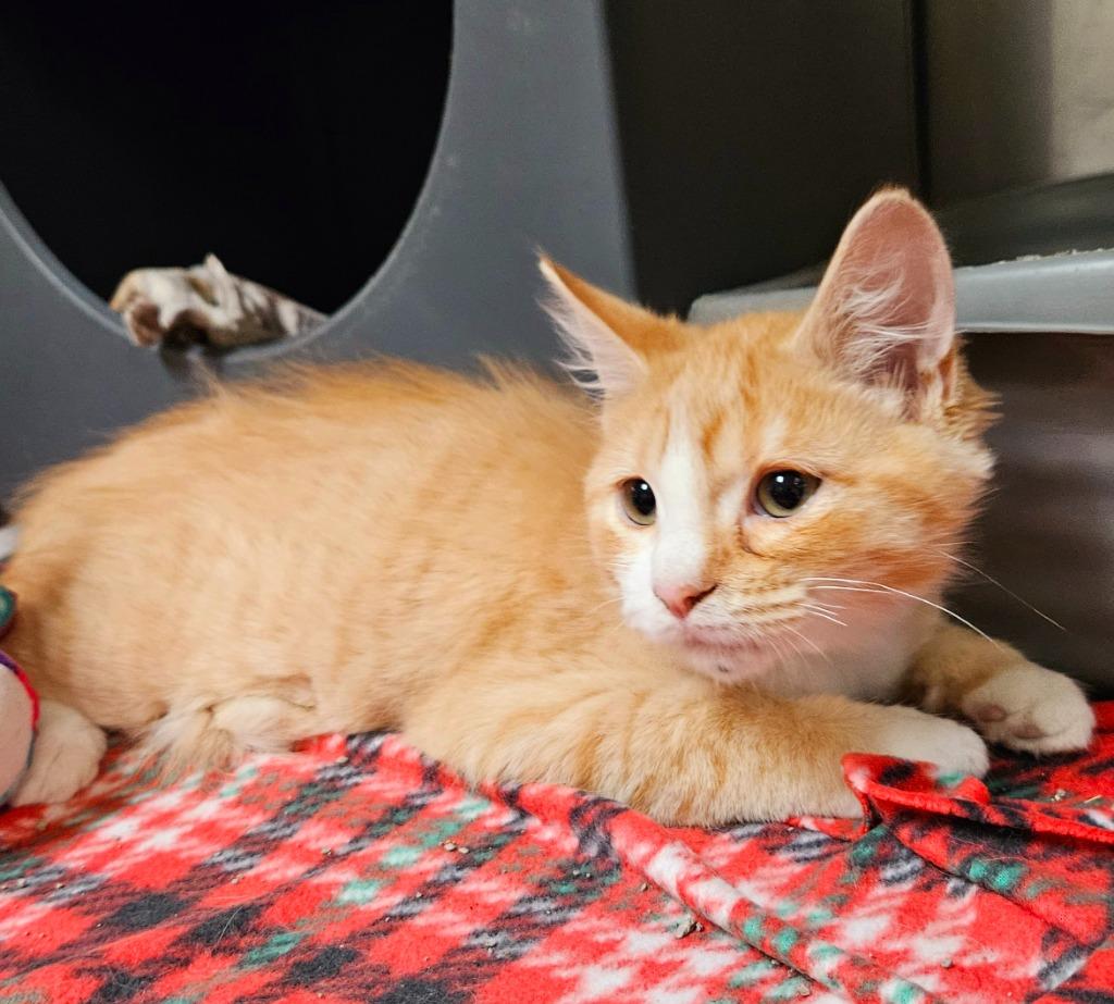 Enlarge Clementine, a Adoptable Domestic Long Hair in Utica, MI image 3/4