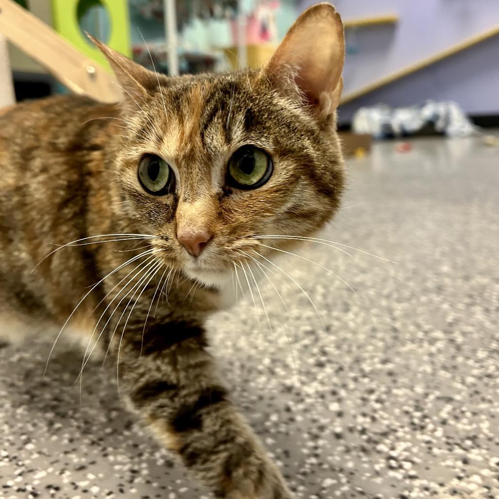 Enlarge Karma, a Adoptable Domestic Short Hair in Henderson, NV image 1/4