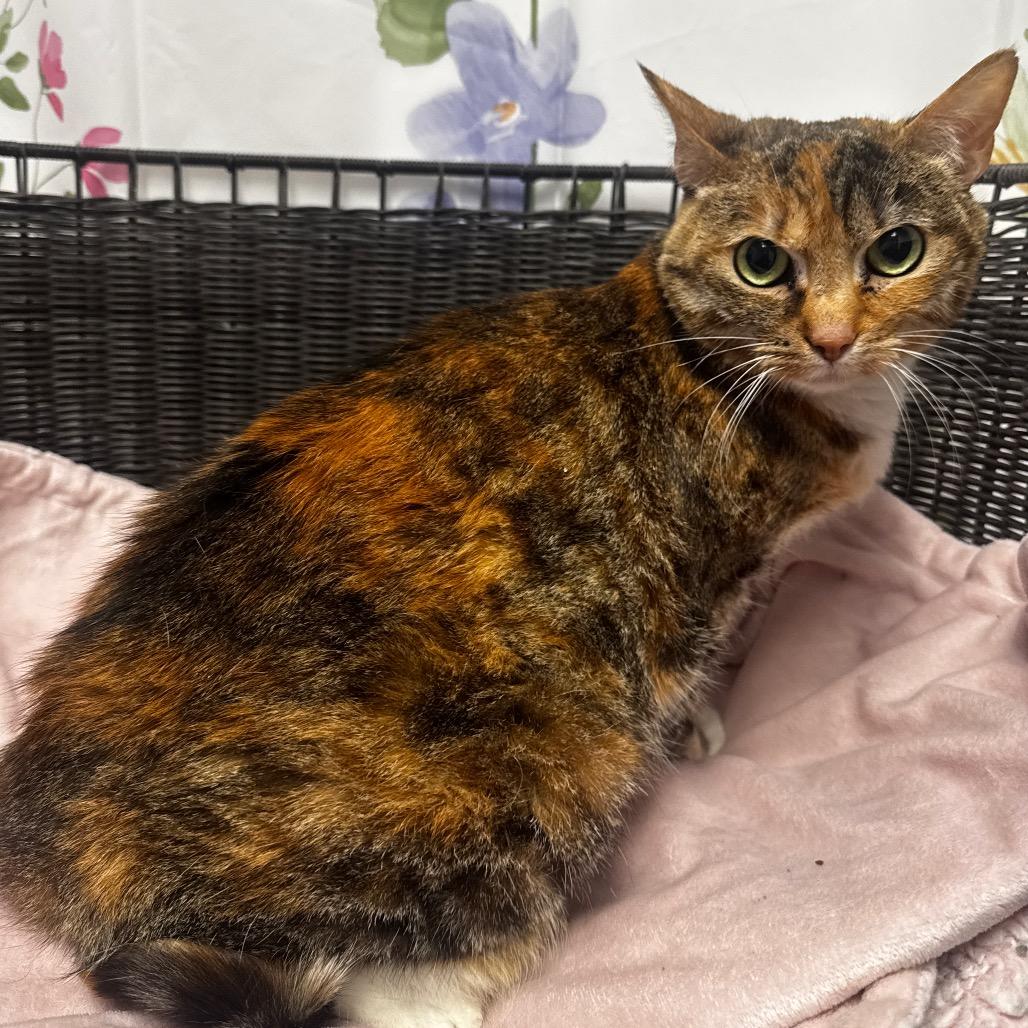Enlarge Karma, a Adoptable Domestic Short Hair in Henderson, NV image 2/4