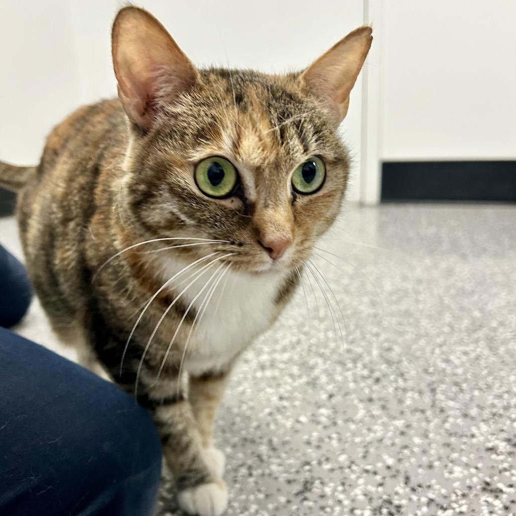 Enlarge Karma, a Adoptable Domestic Short Hair in Henderson, NV image 3/4
