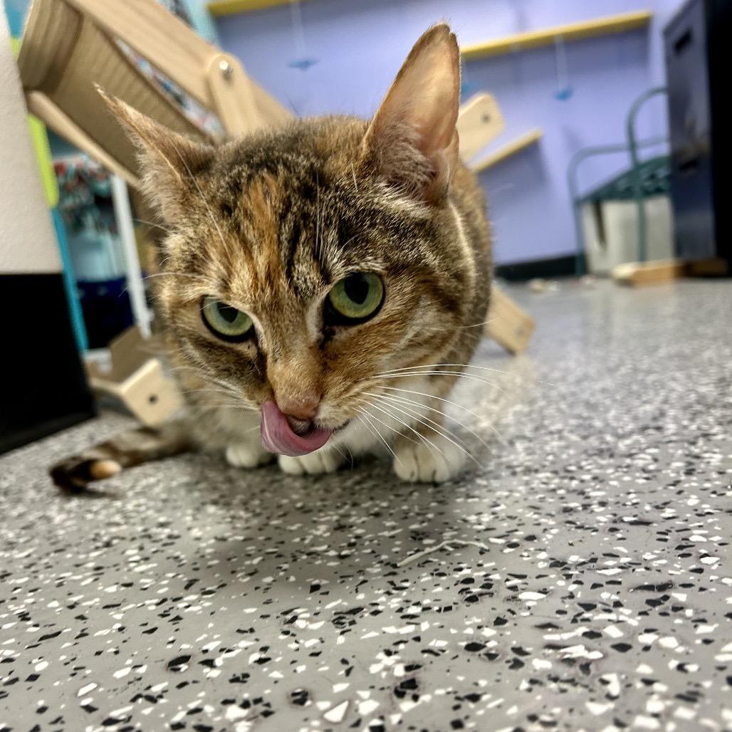 Enlarge Karma, a Adoptable Domestic Short Hair in Henderson, NV image 4/4