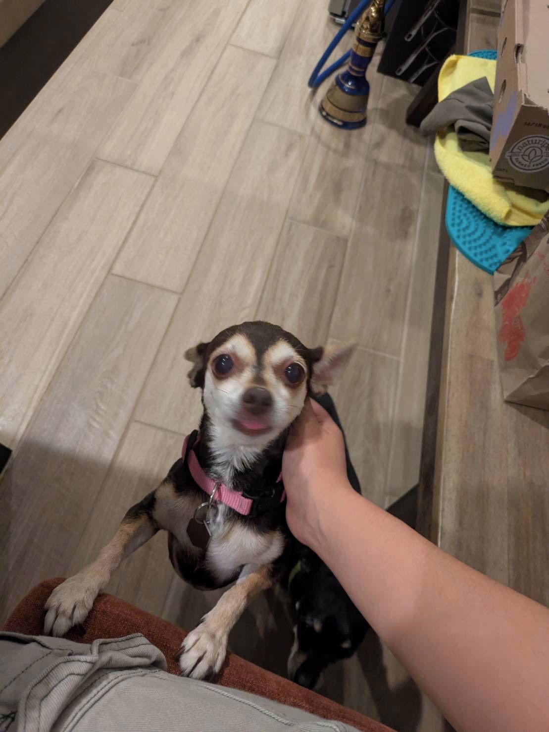 SASSY, Adopted, Adult Female Chihuahua & Miniature Pinscher.