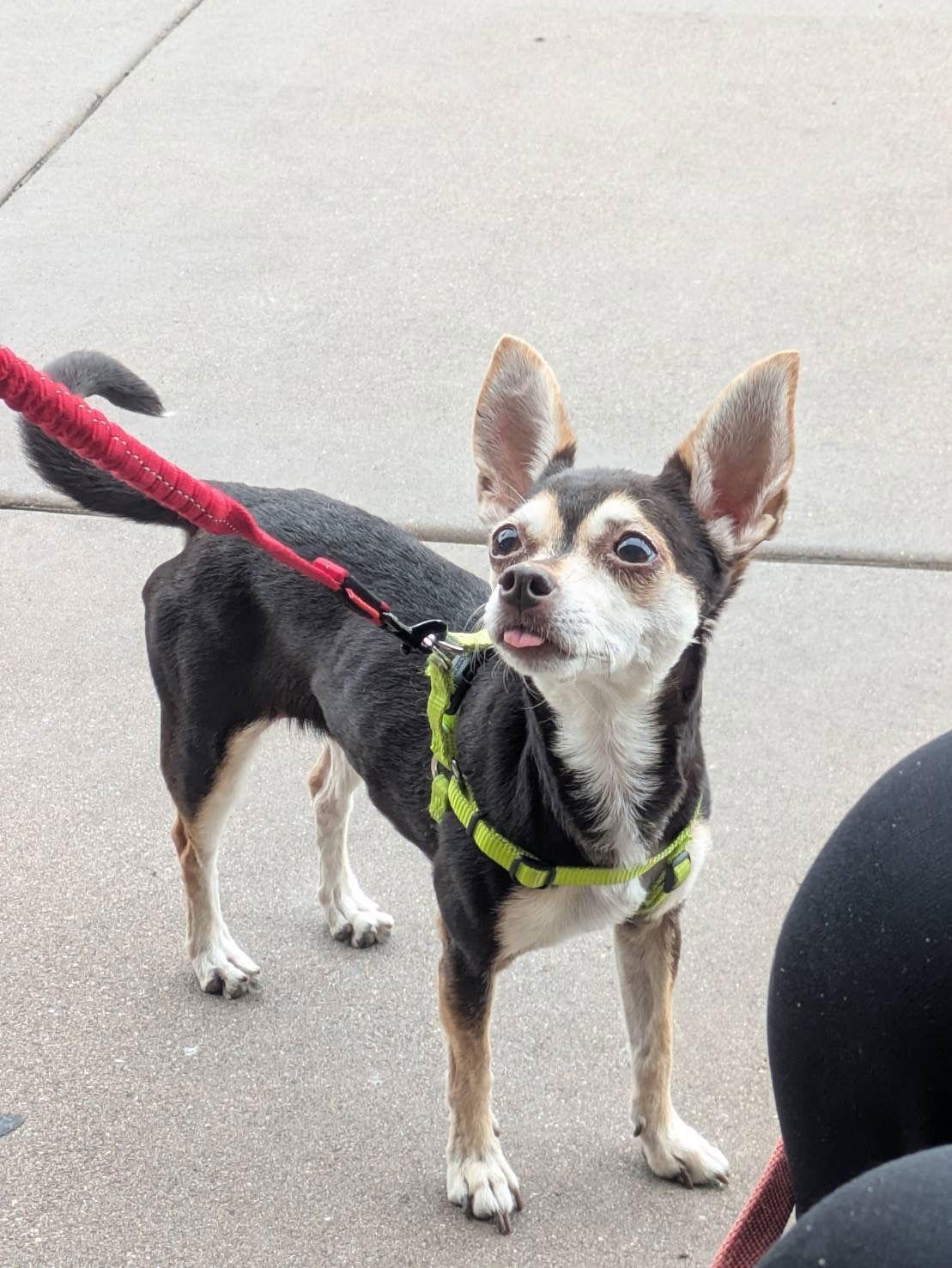 Enlarge SASSY, a Adopted mixed breed in Chandler, AZ image 2/3