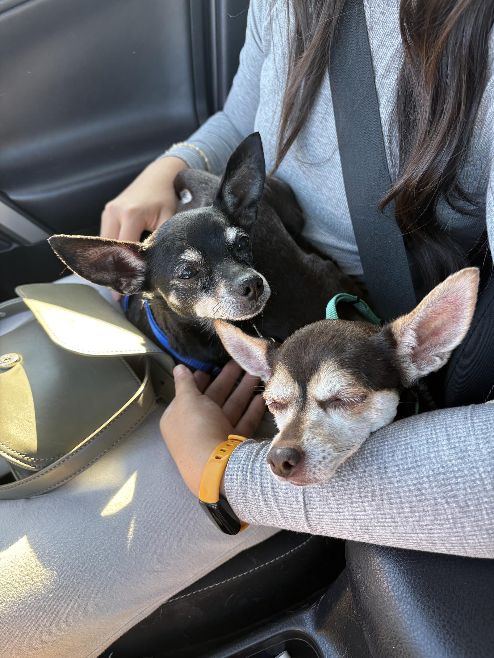 Enlarge SASSY, a Adopted mixed breed in Chandler, AZ image 3/3