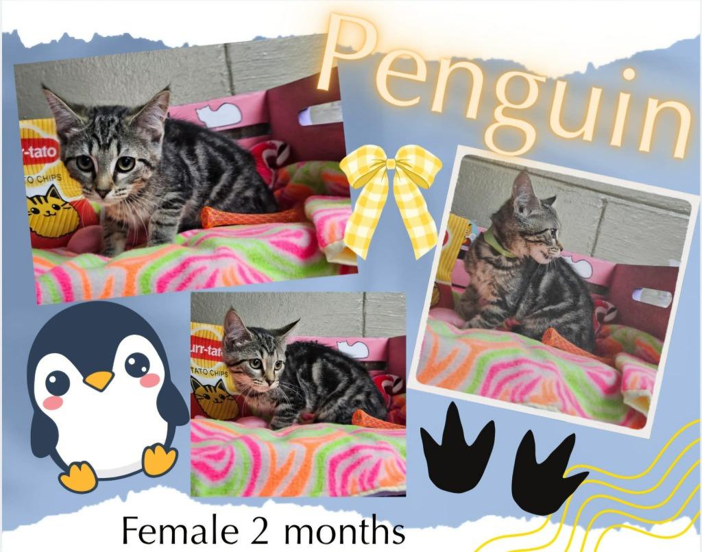 Penguin, Adoptable, Kitten Female Domestic Short Hair.