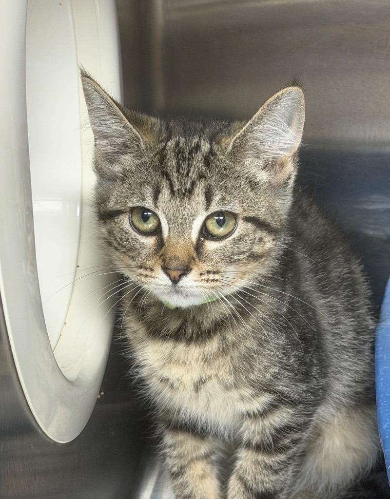 Penguin, a Adoptable mixed breed in Blountville, TN image 2/2
