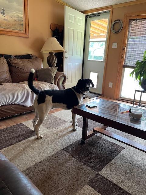 Groot (Courtesy Post), Adoptable, Young Male Pointer.