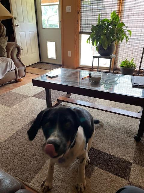 Enlarge Groot (Courtesy Post), a Adoptable Pointer in Rutherfordton, NC image 2/2