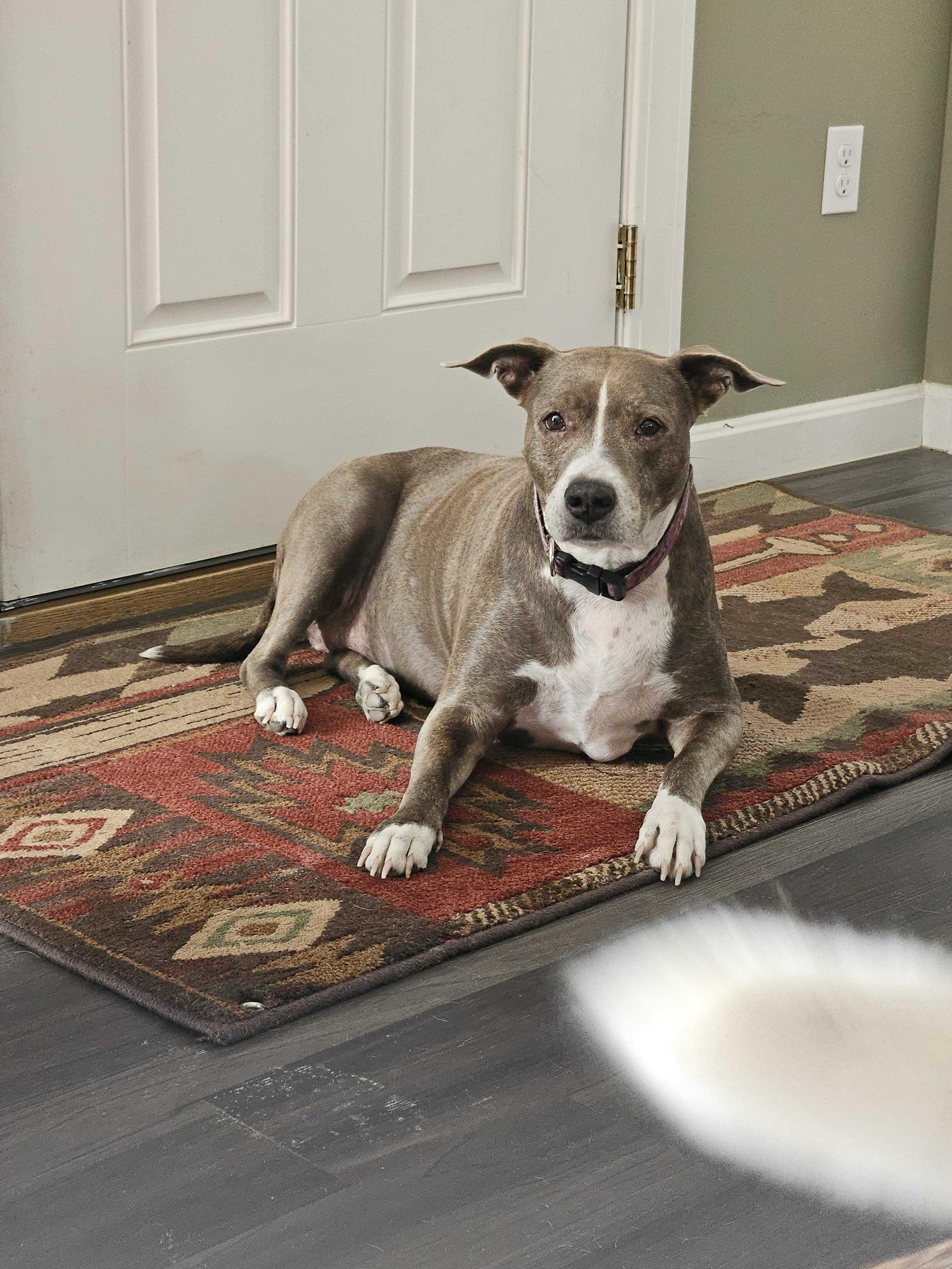 Gracie, Adoptable, Senior Female Pit Bull Terrier.