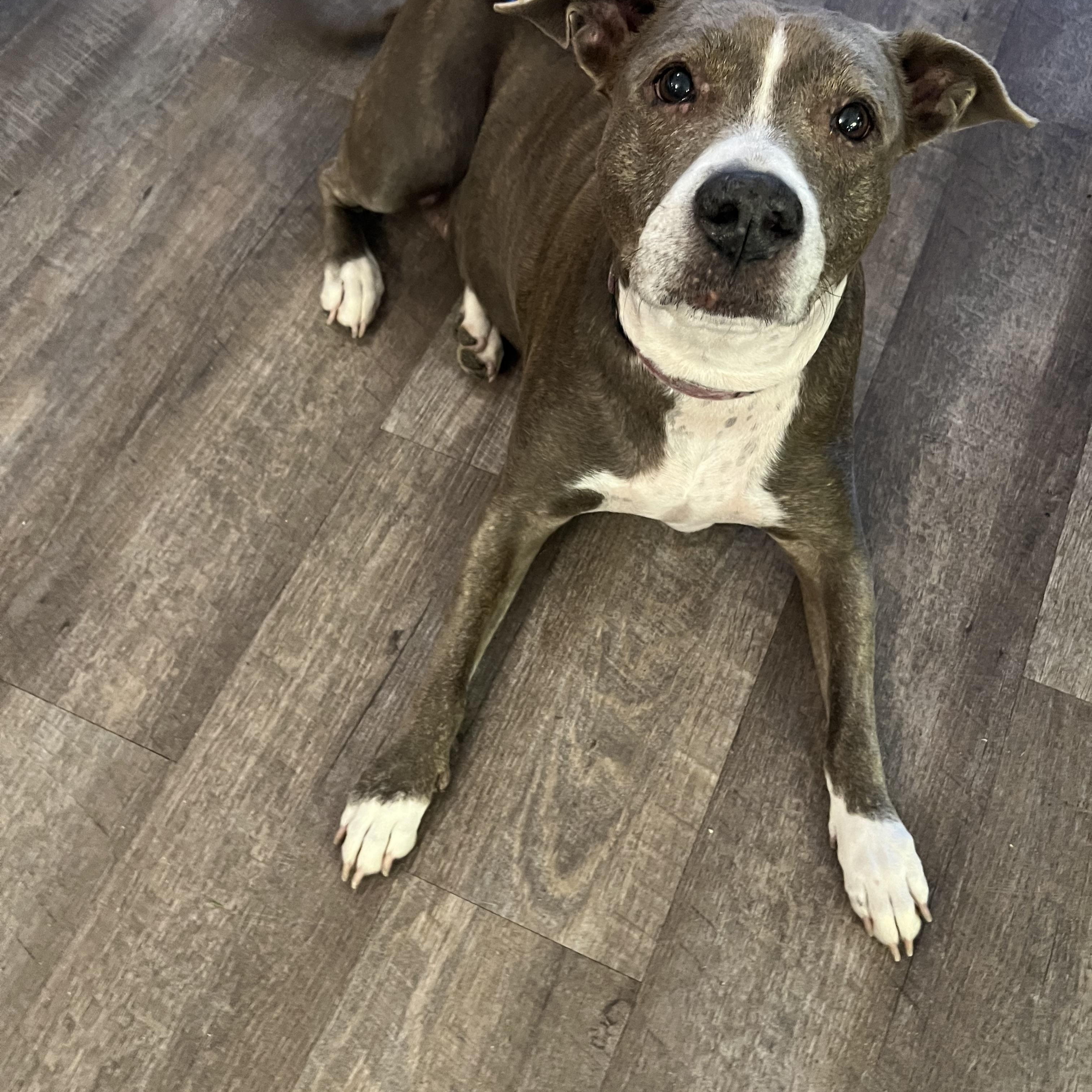 Enlarge Gracie, a Adoptable Pit Bull Terrier in Bowdoin, ME image 4/6