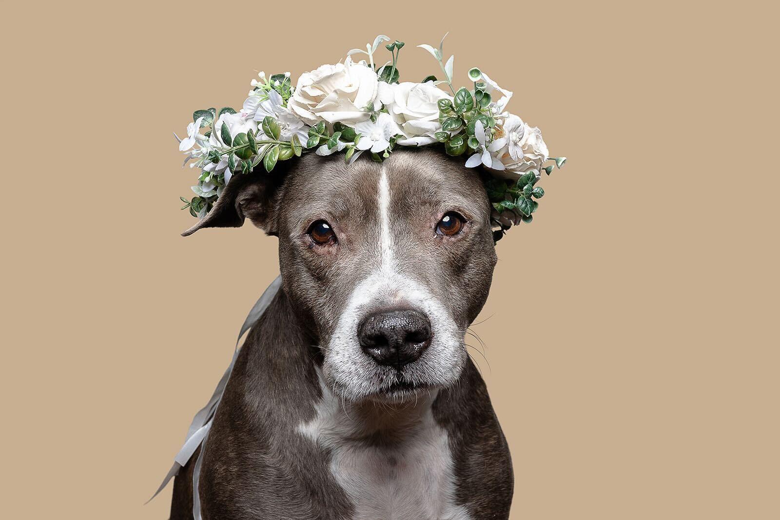 Gracie, a Adoptable Pit Bull Terrier in Bowdoin, ME image 2/6