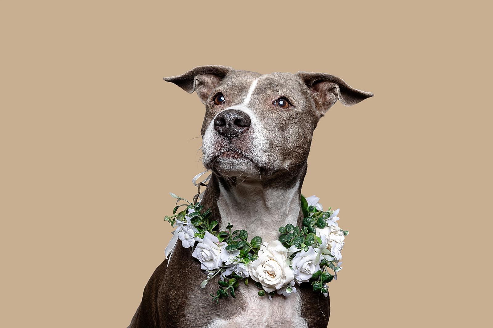 Gracie, a Adoptable Pit Bull Terrier in Bowdoin, ME image 5/6