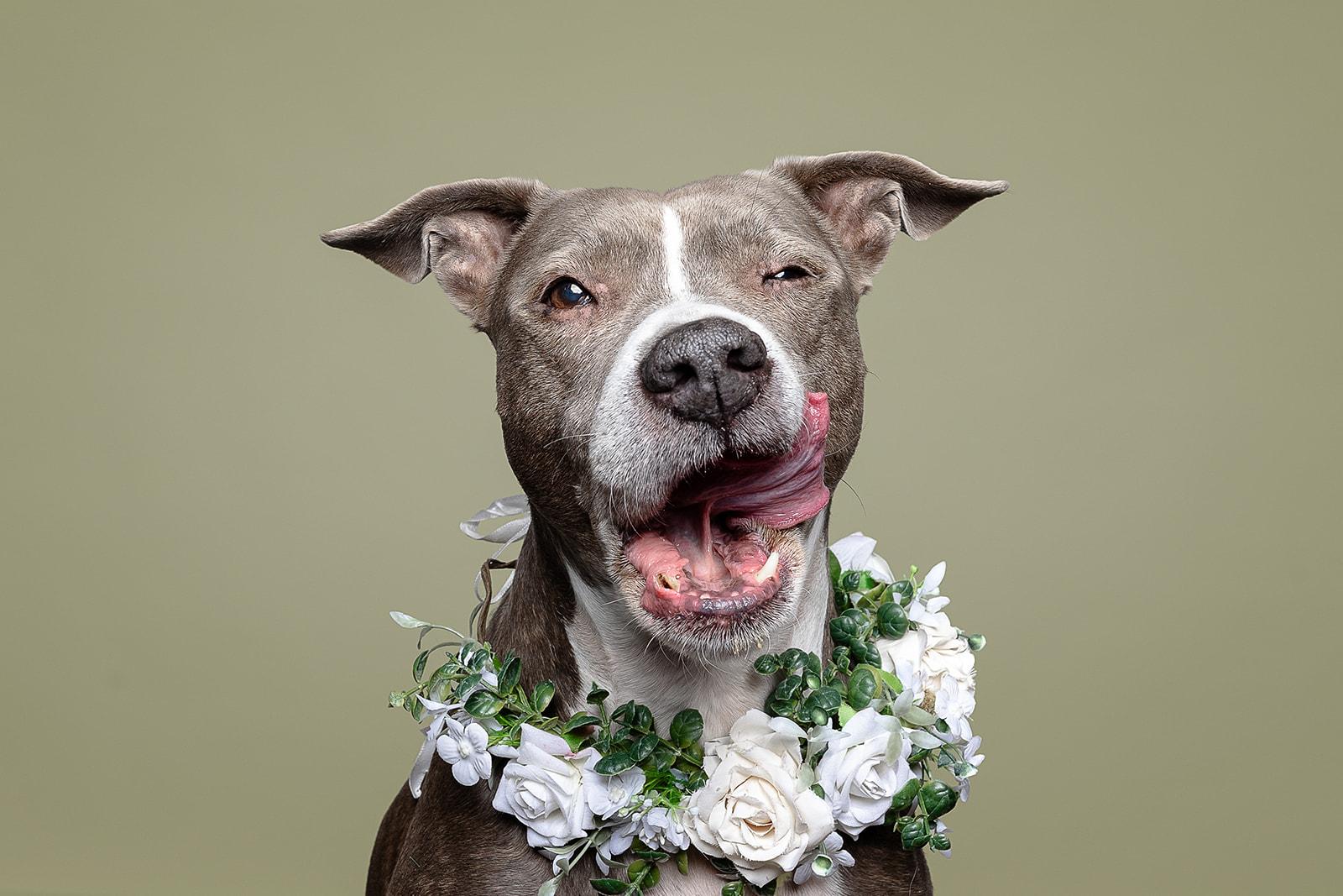 Gracie, Adoptable, Senior Female Pit Bull Terrier.