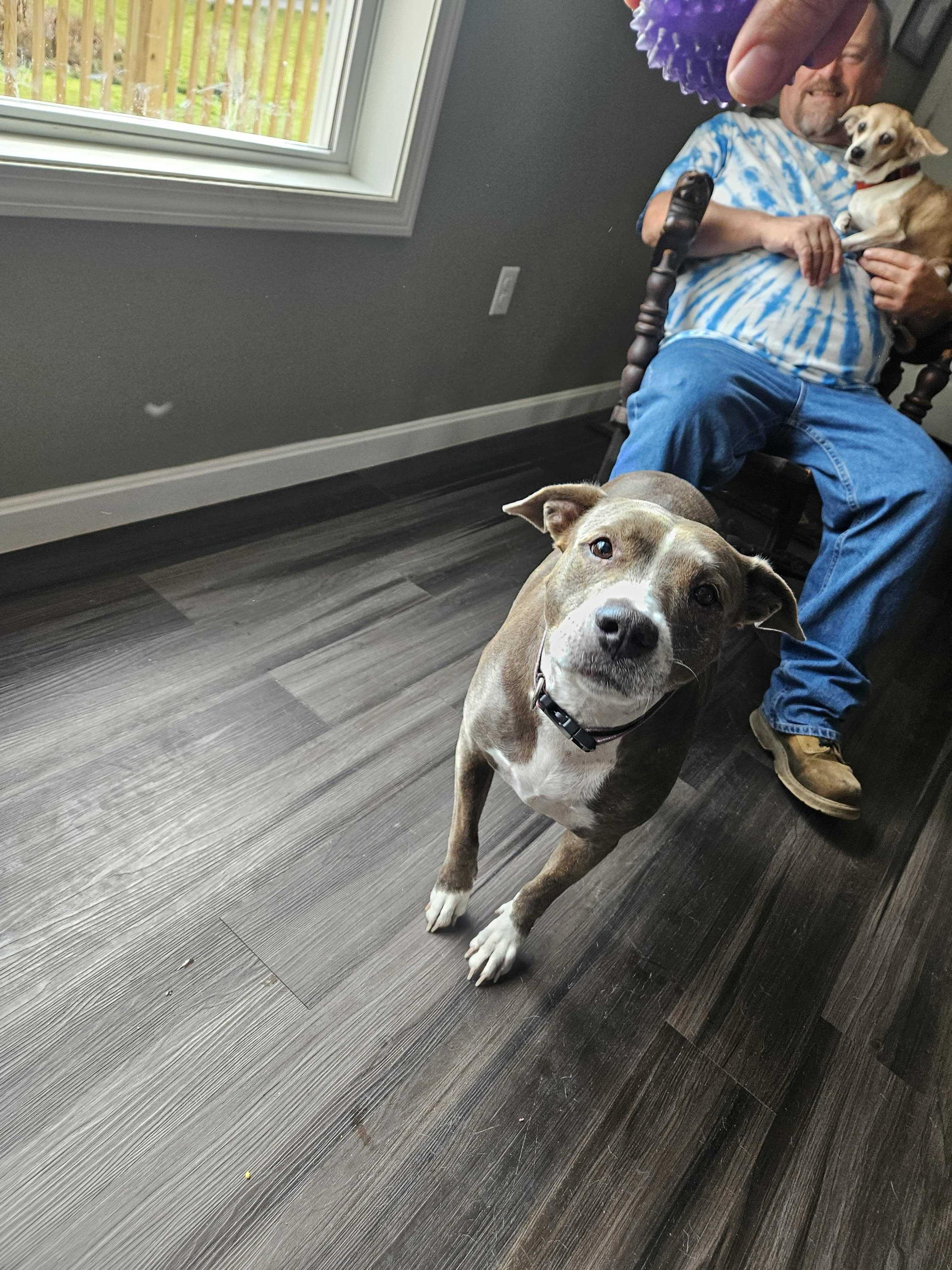 Enlarge Gracie, a Adoptable Pit Bull Terrier in Bowdoin, ME image 2/5