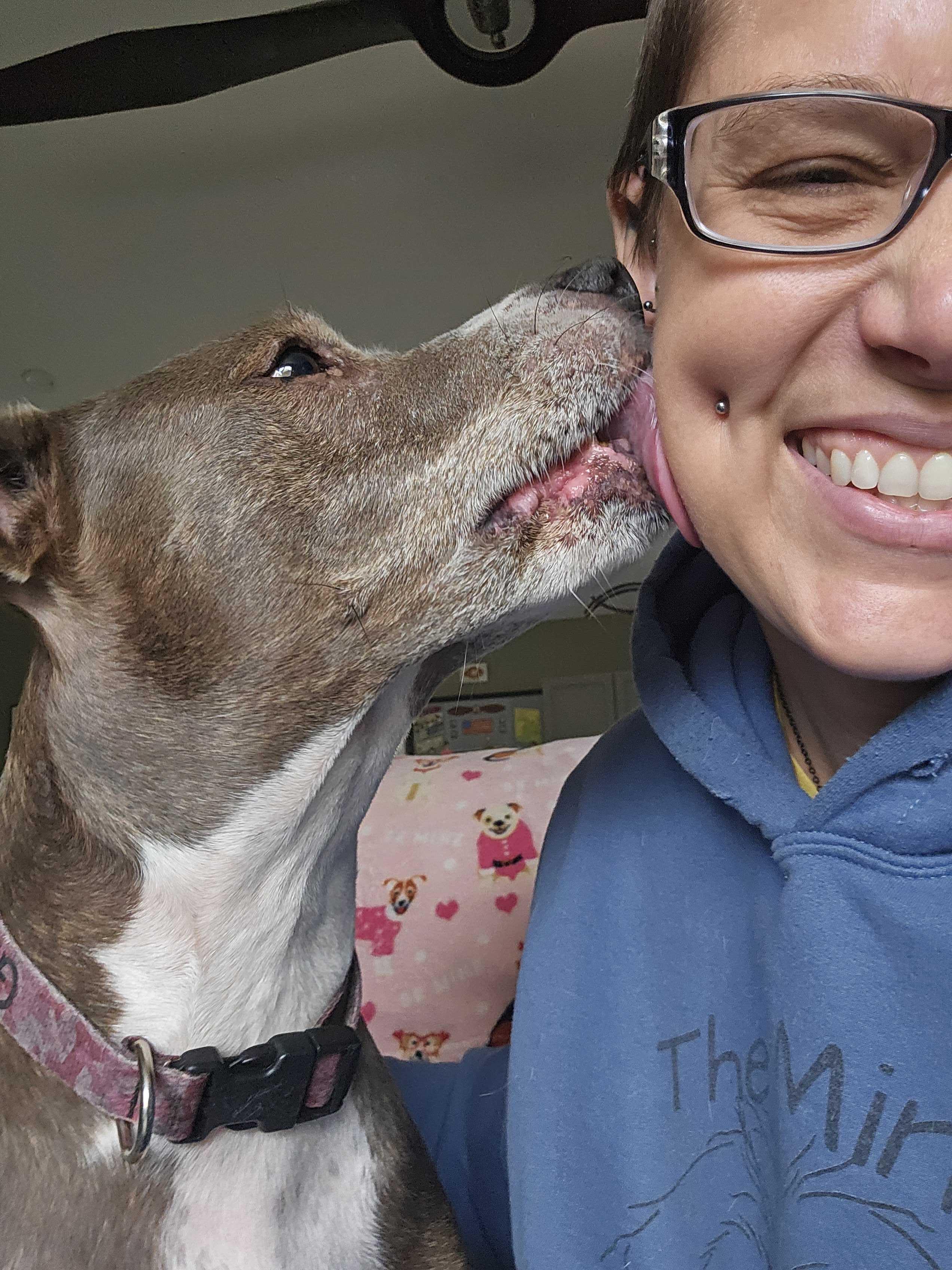 Gracie, Adoptable, Senior Female Pit Bull Terrier.